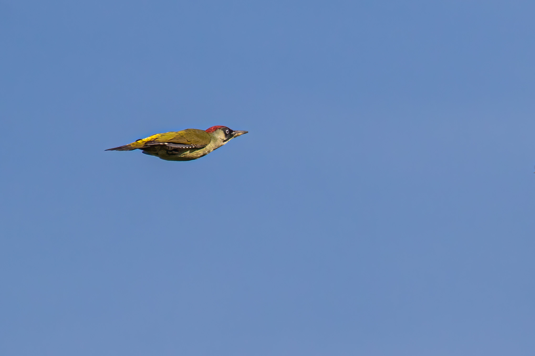 GREEN WOODPECKER IN FLIGHT
