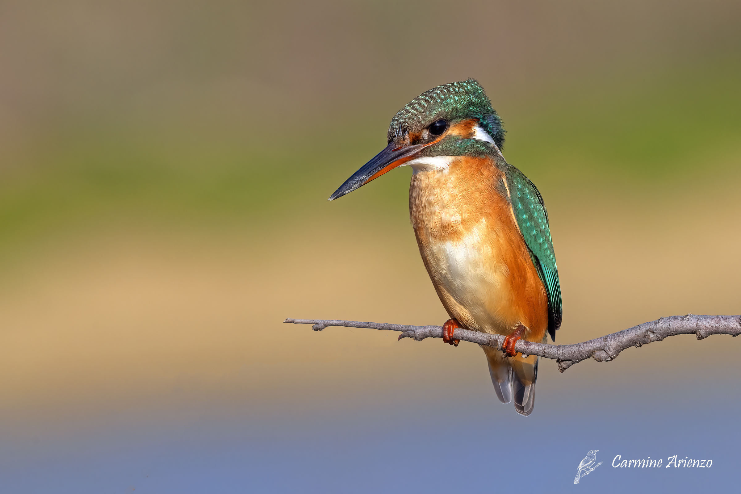 Martin Pescatore - Alcedo atthis -