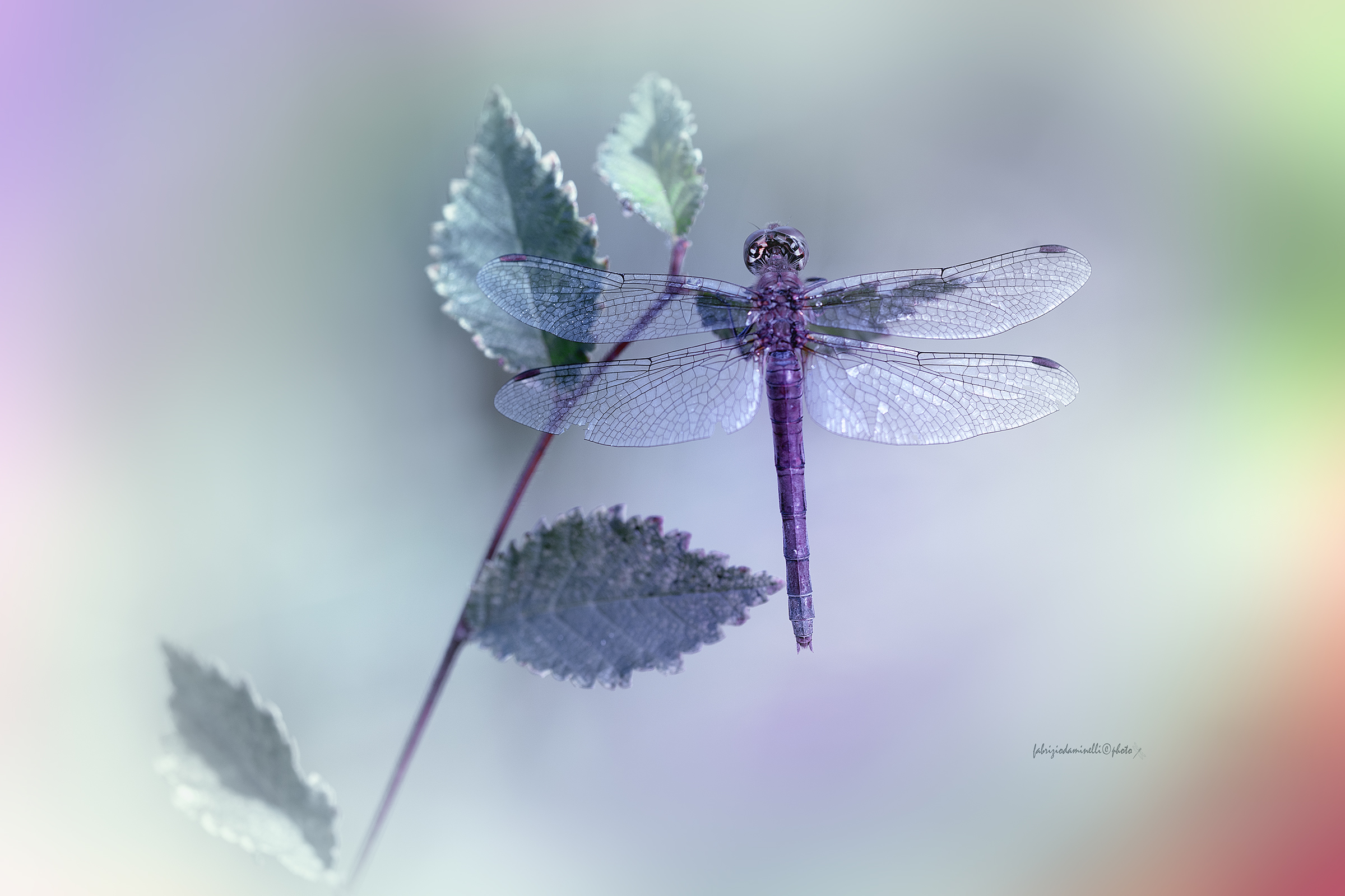 Sympetrum striolatum