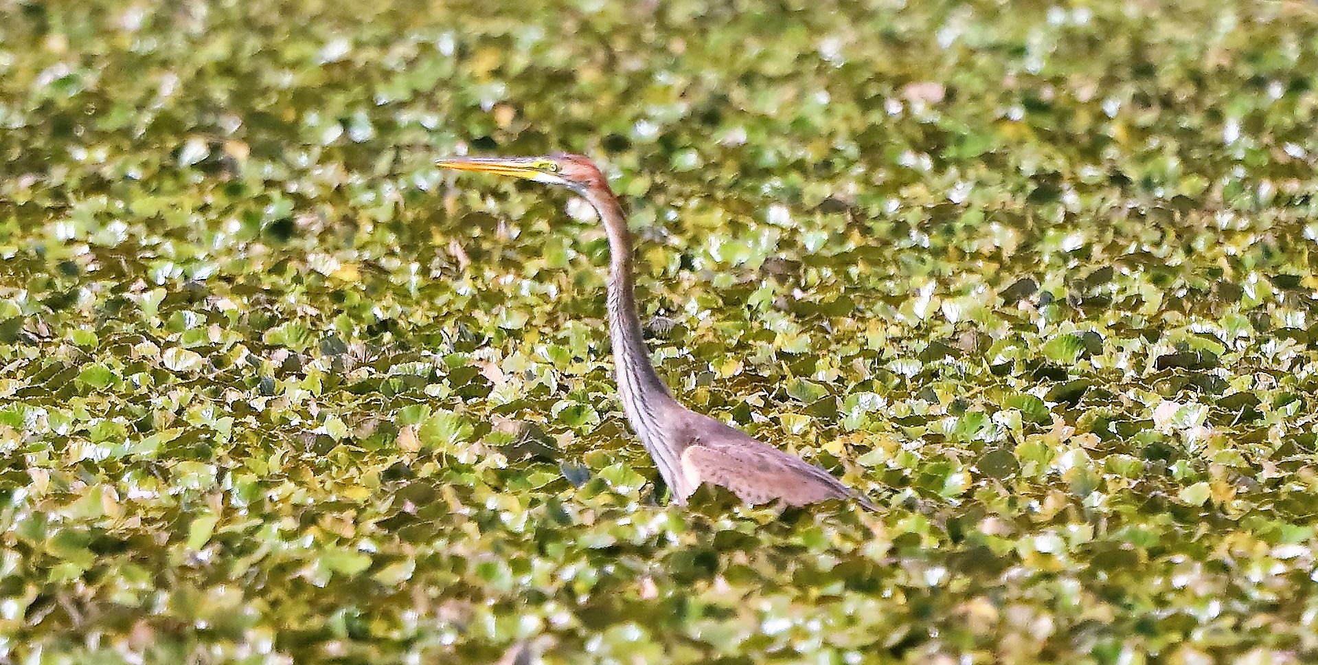 airone rosso 27-08-2022