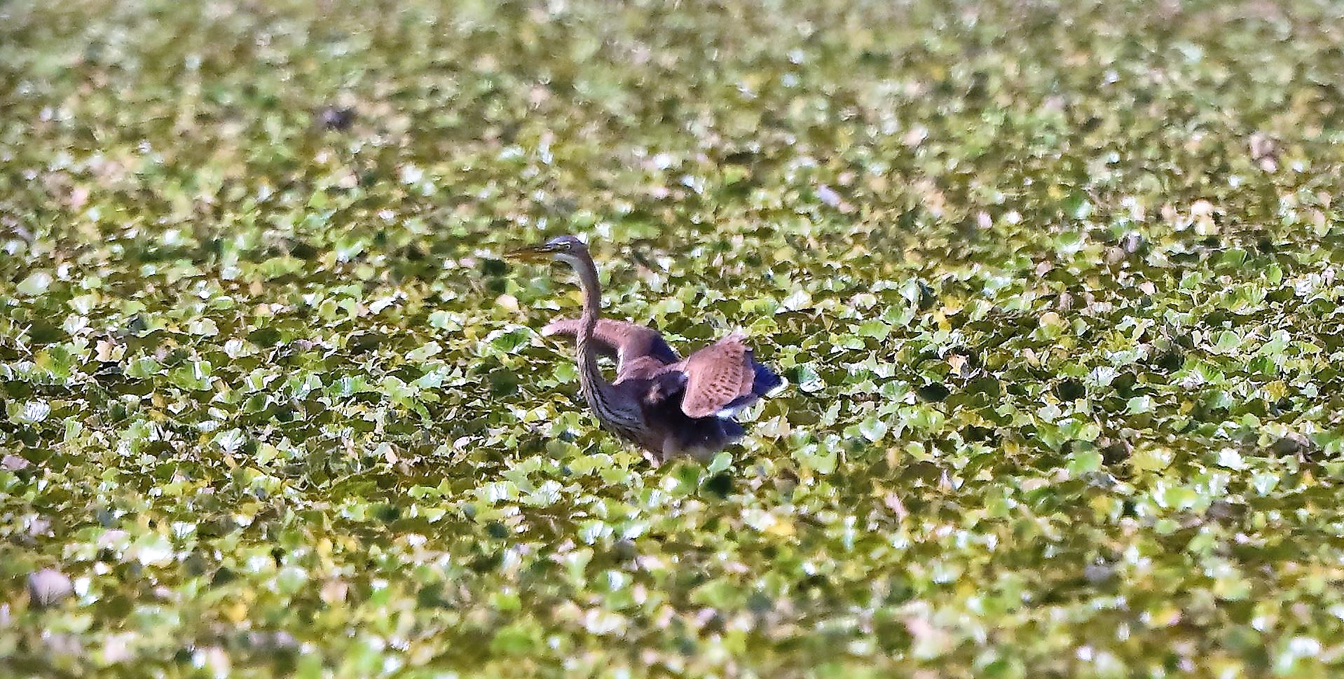 airone rosso 27-08-2022