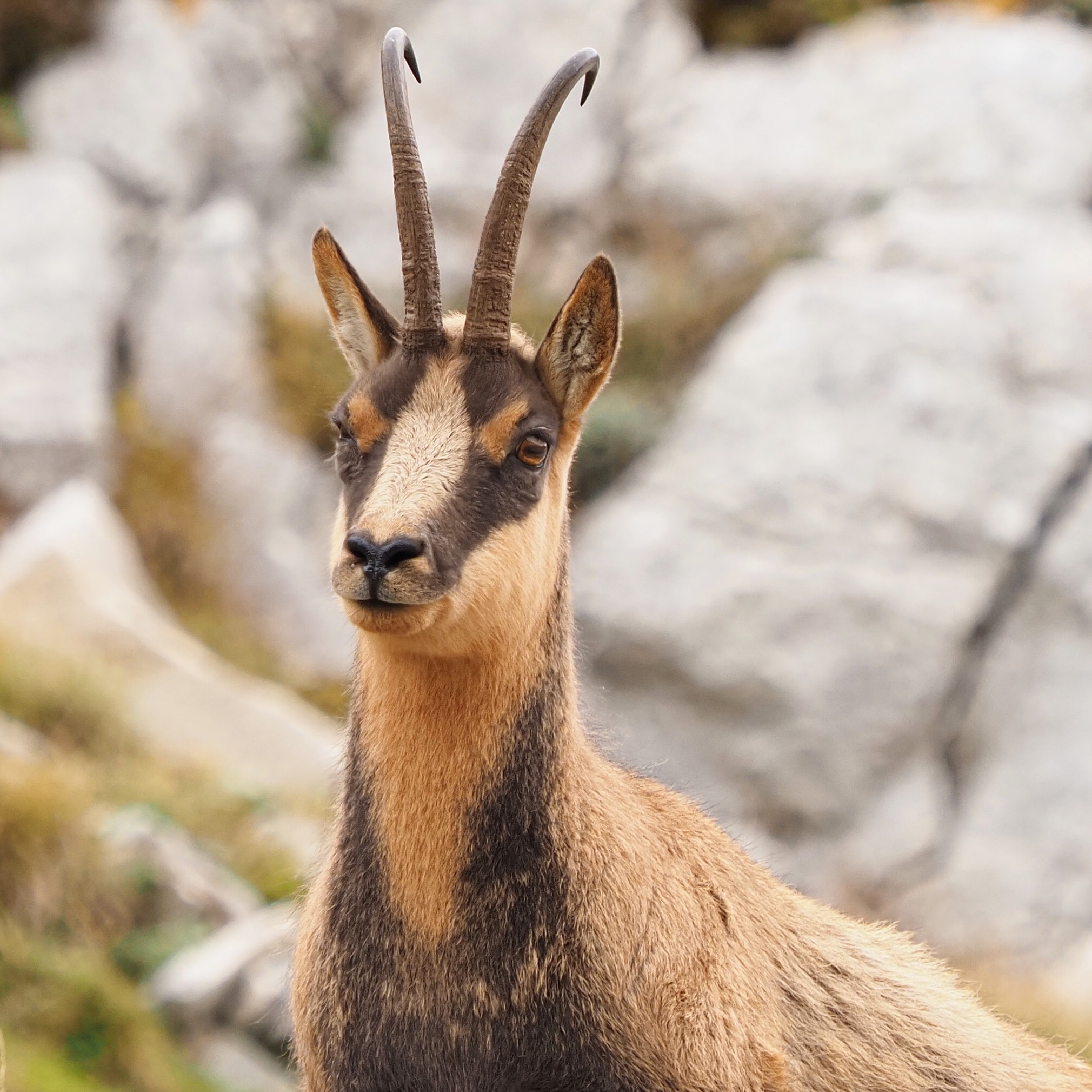 Camoscio Appenninico