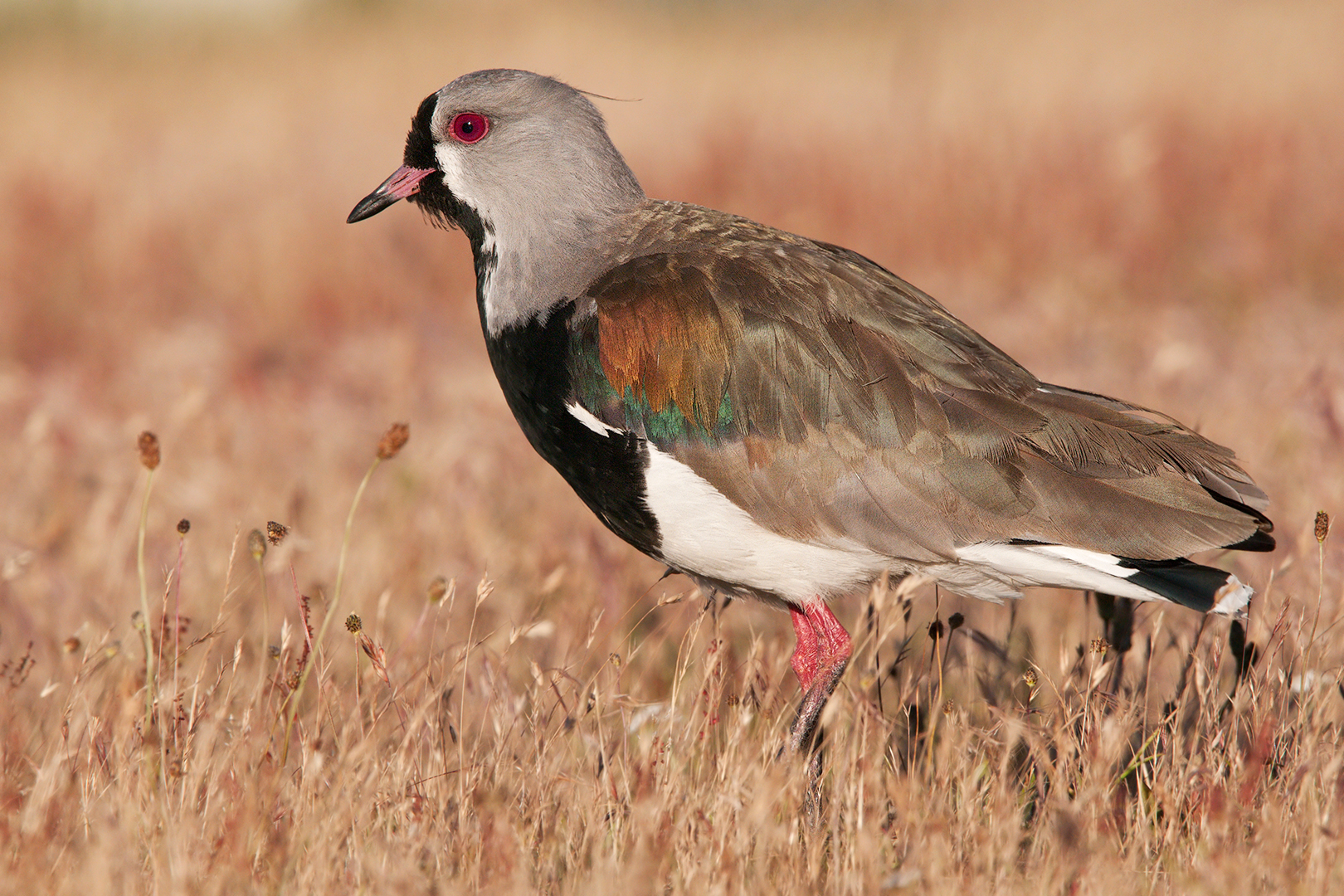 Lapwing of Chile
