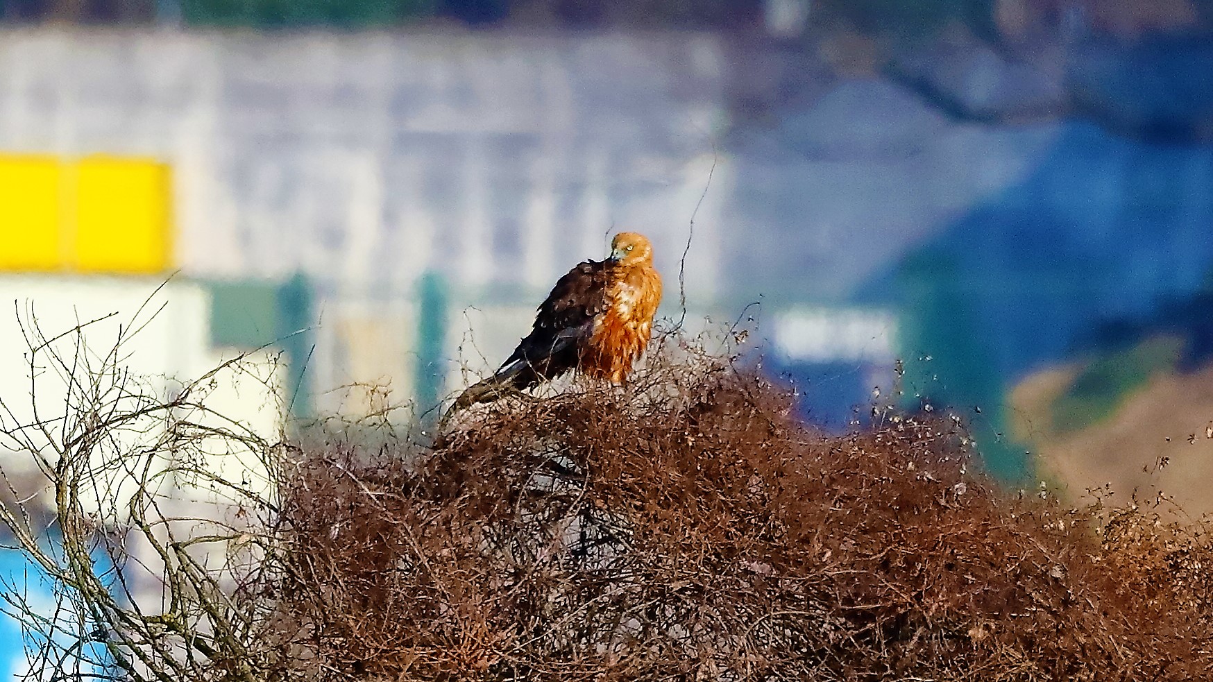 albanella R 23 gen 2022 --028--