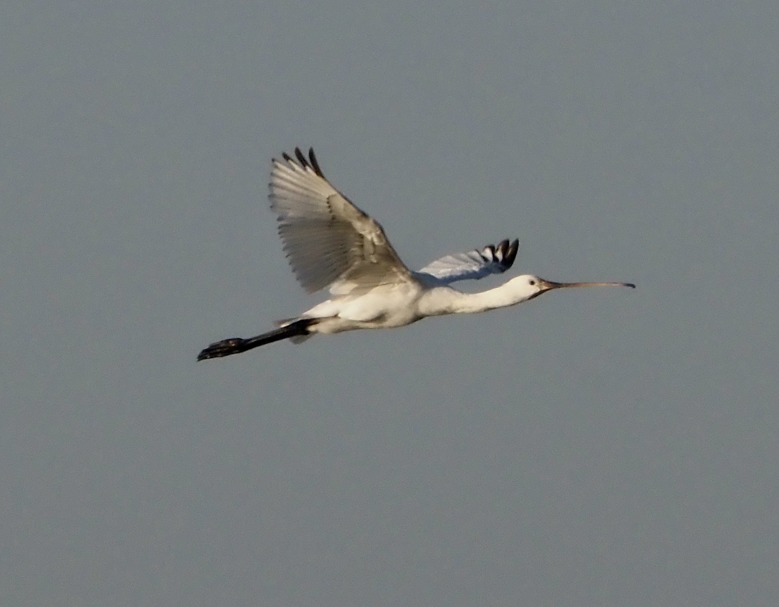 Spatola