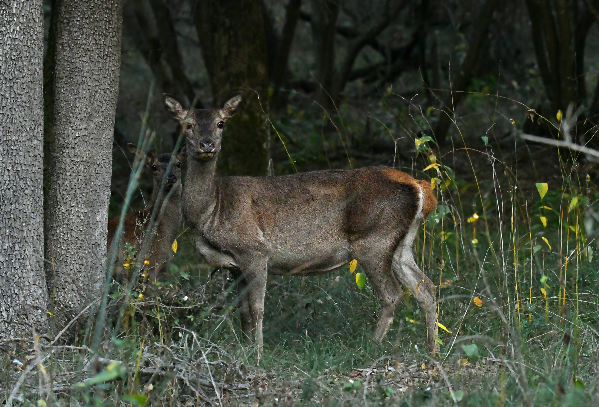 Deer with small