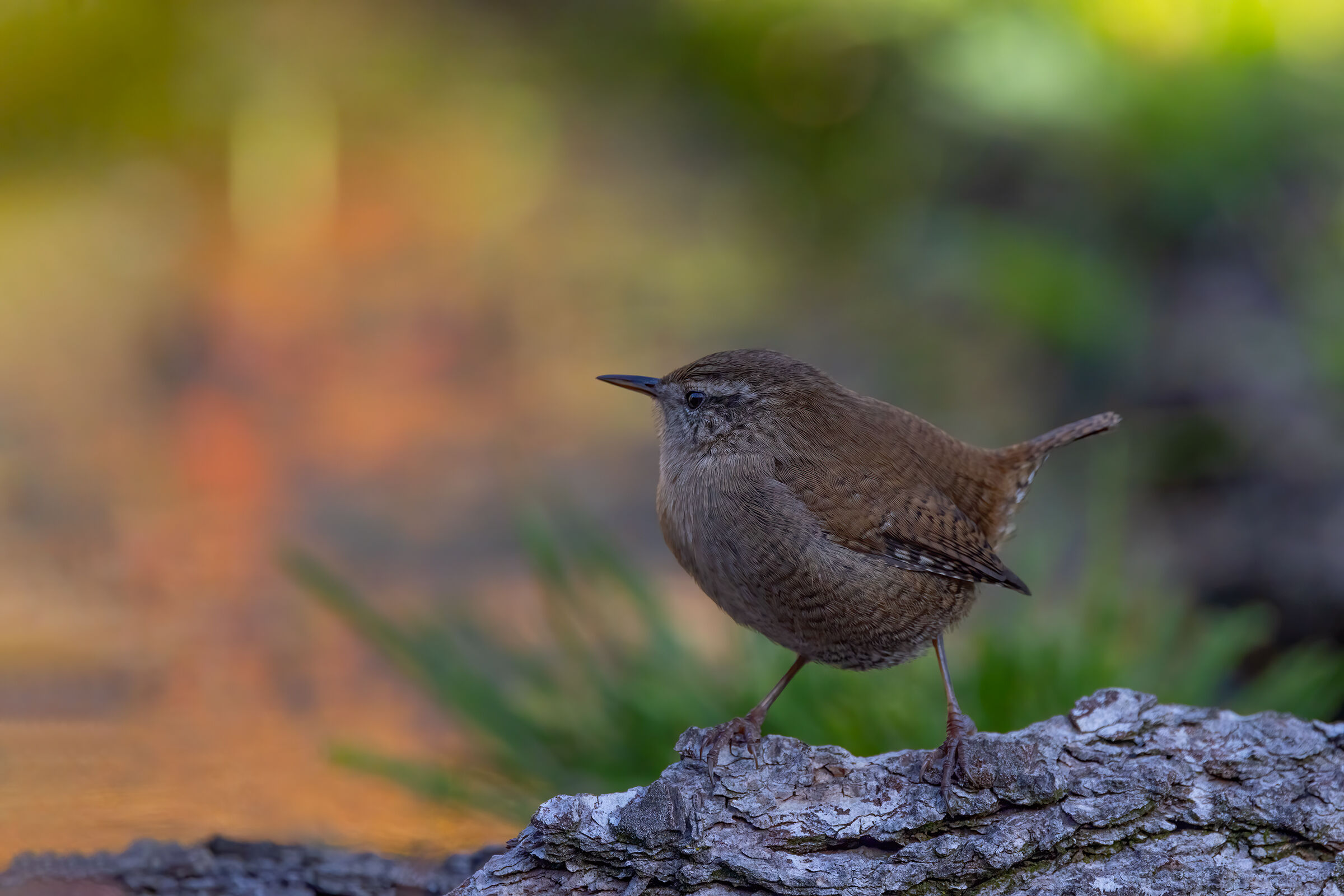 Scricciolo (Troglodytes troglodytes)