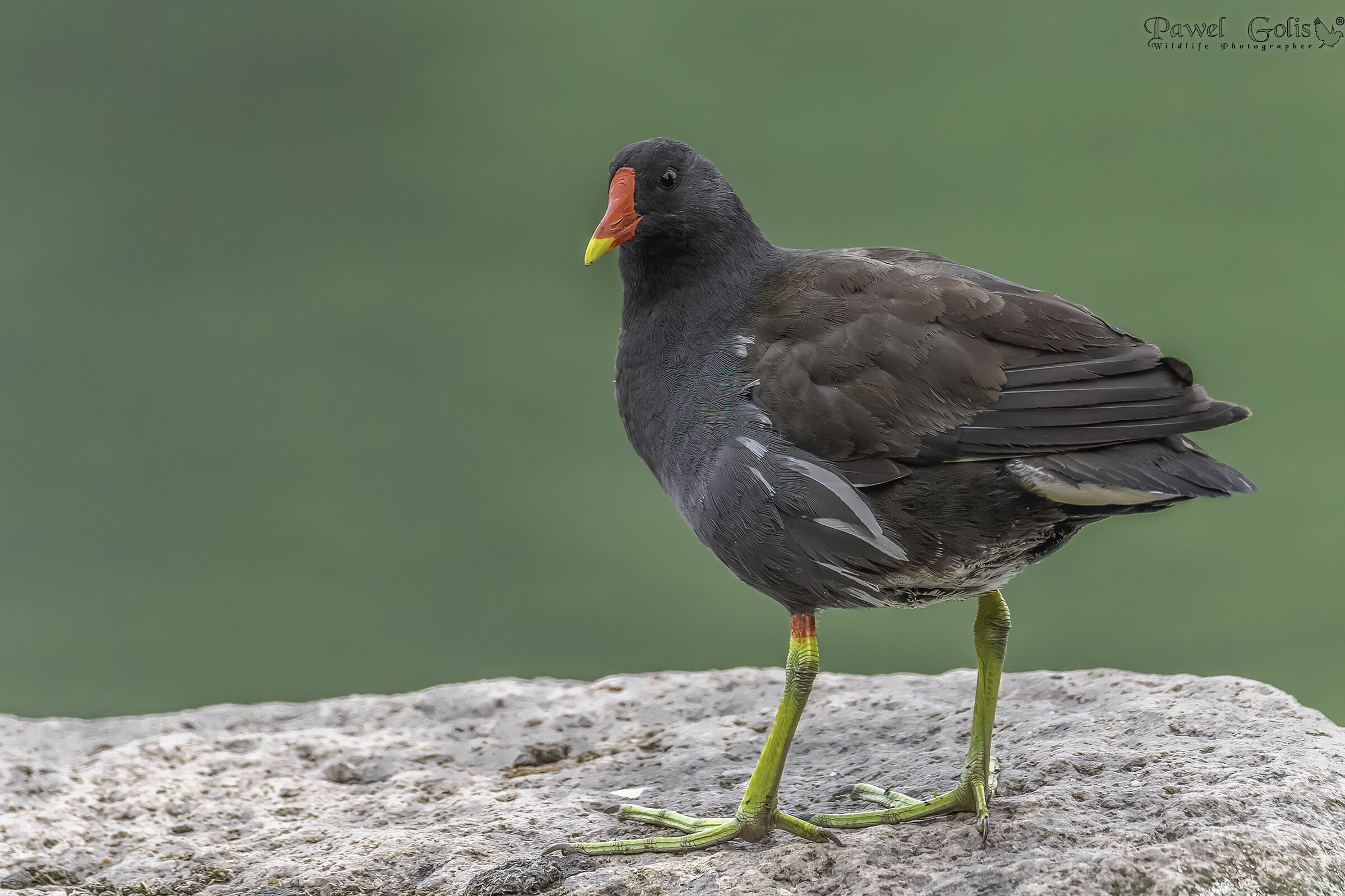 Gallinella d'acqua (Gallinula chloropus)