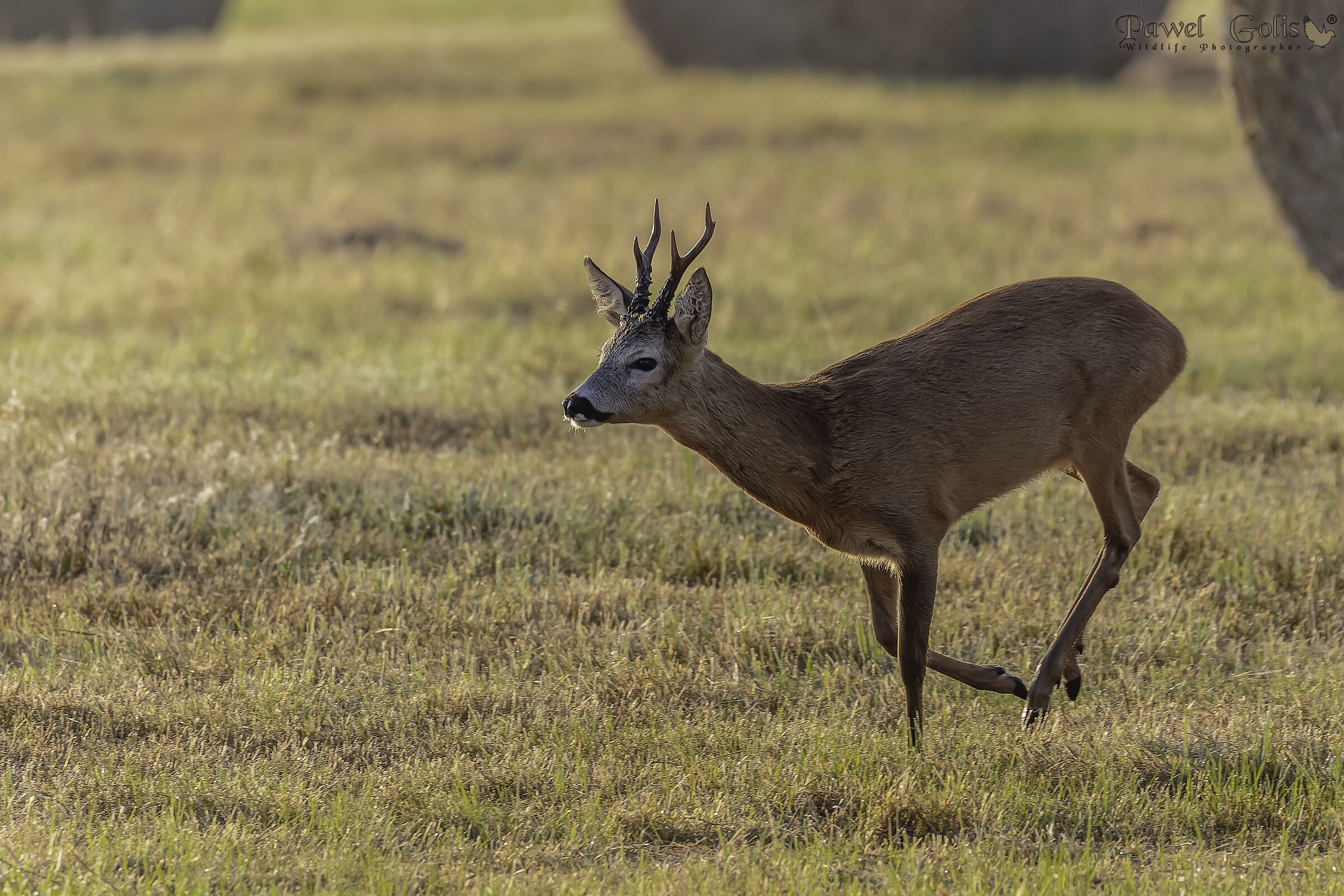 Capriolo (Capreolus capreolus)