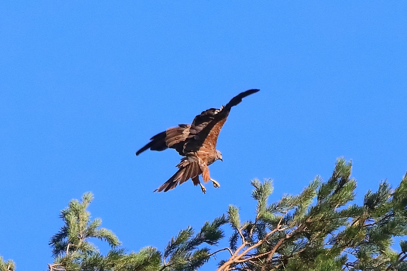 Nibbio bruno 02-08-2022