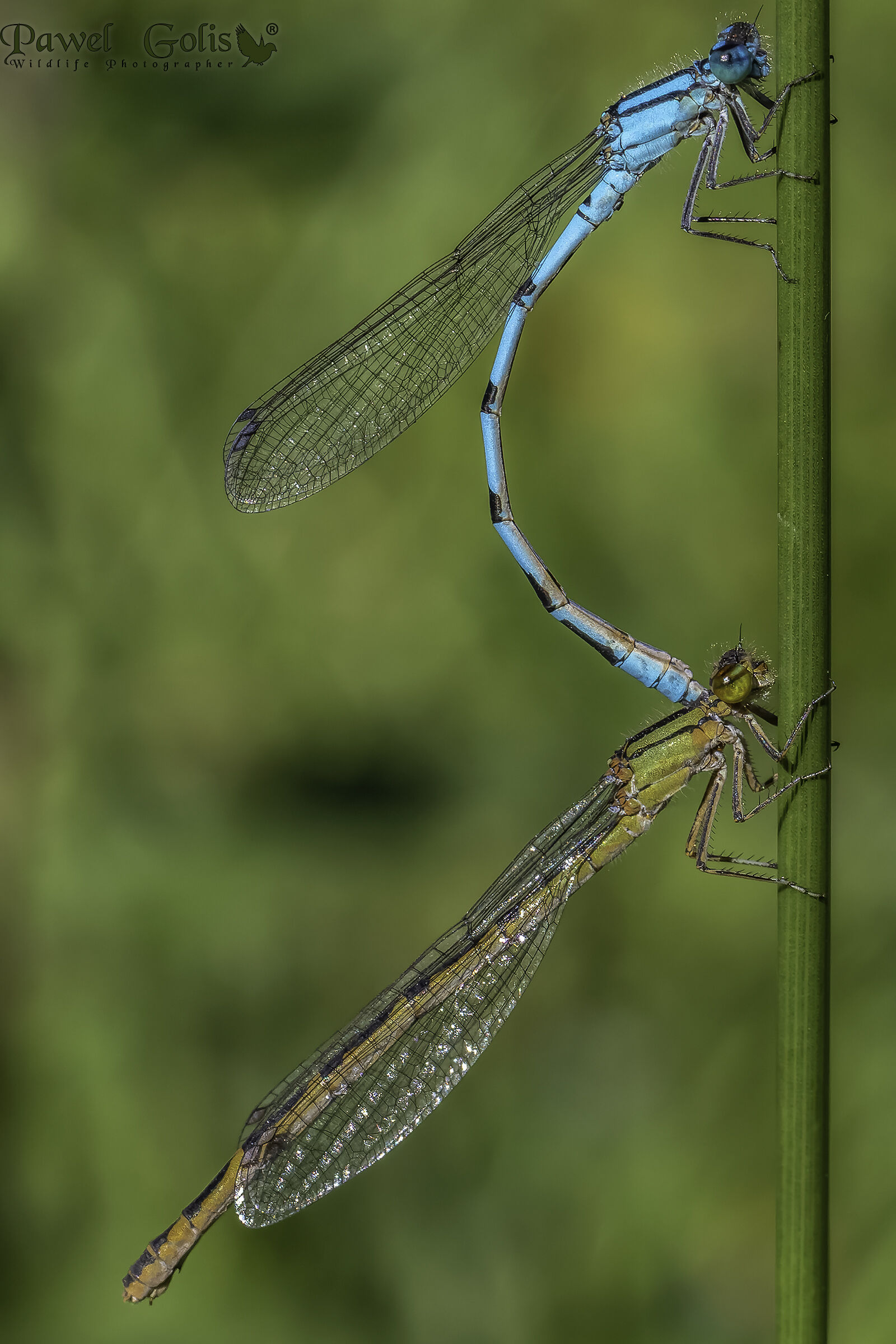 Damigella azzurra comune (Enallagma cyathigerum)