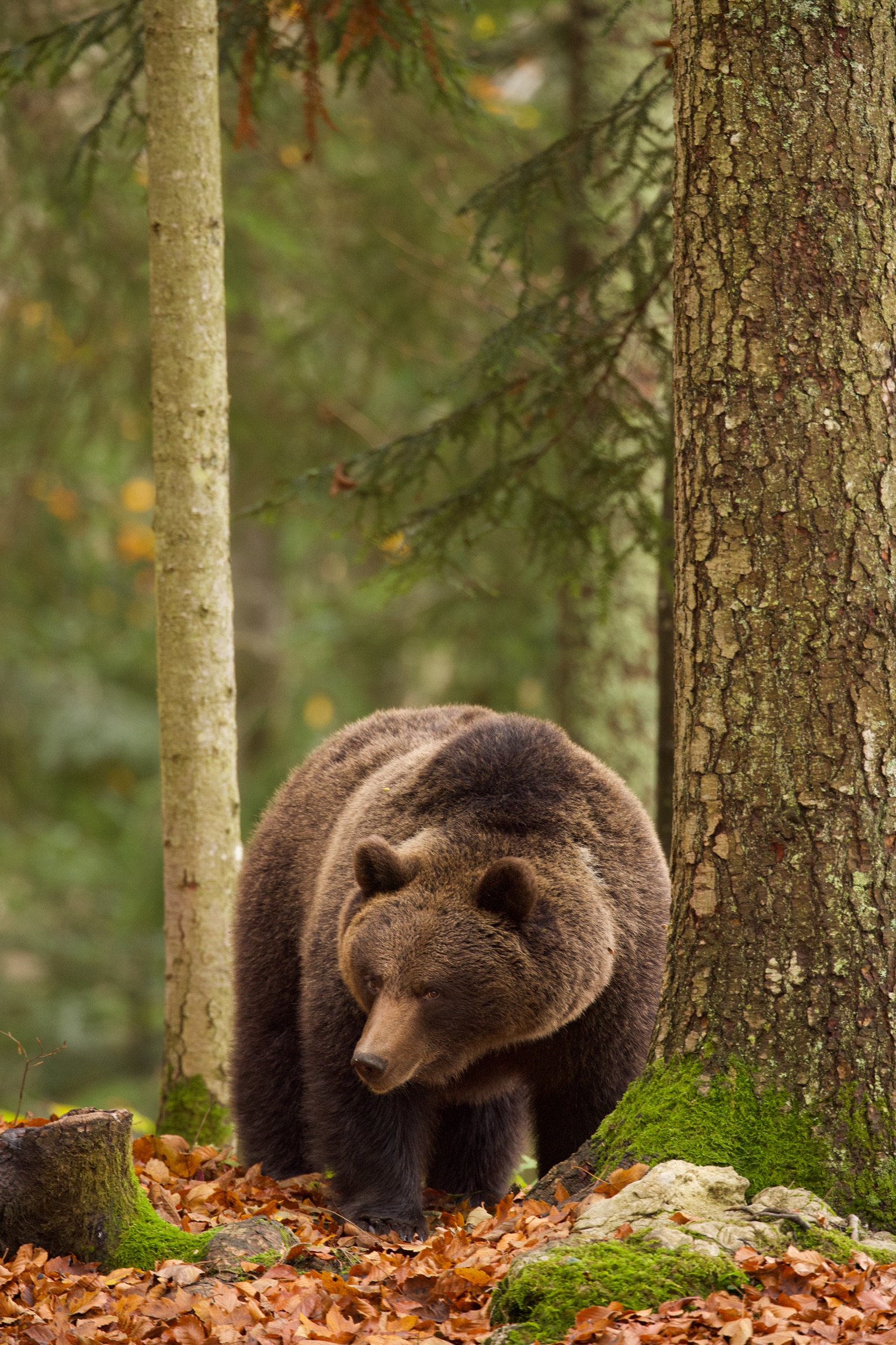 Brown bear