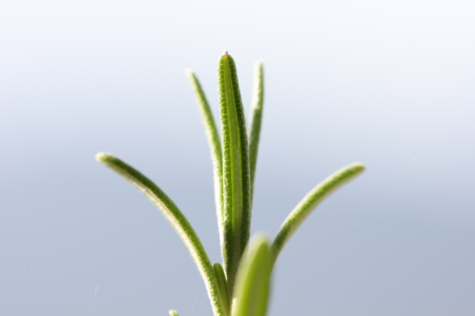 And then add a little rosemary... 22