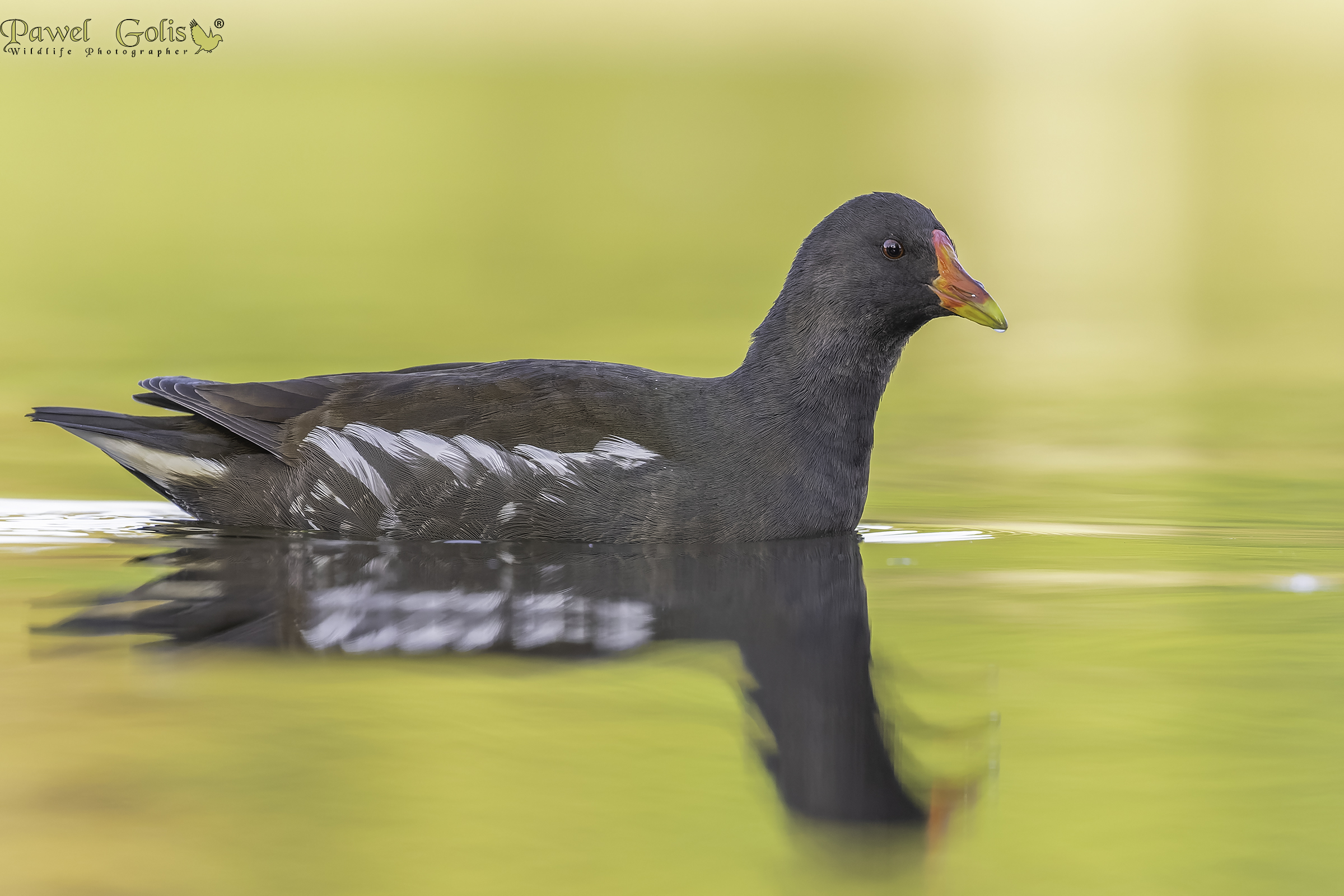Gallinella d'acqua (Gallinula chloropus)