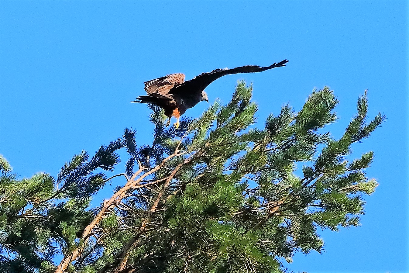 Nibbio bruno 02-08-2022