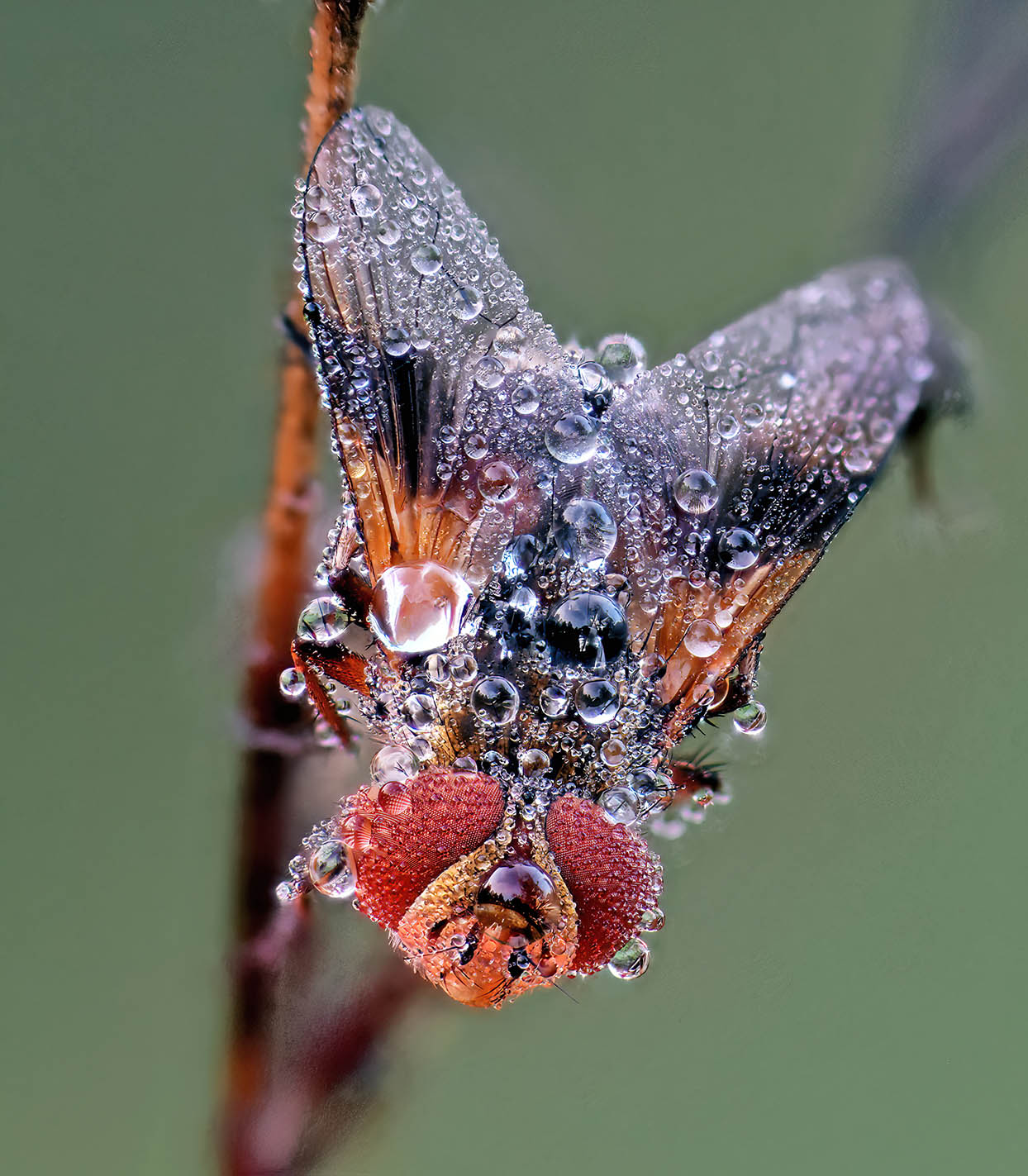 ectophasia crassipennis Oct 2022