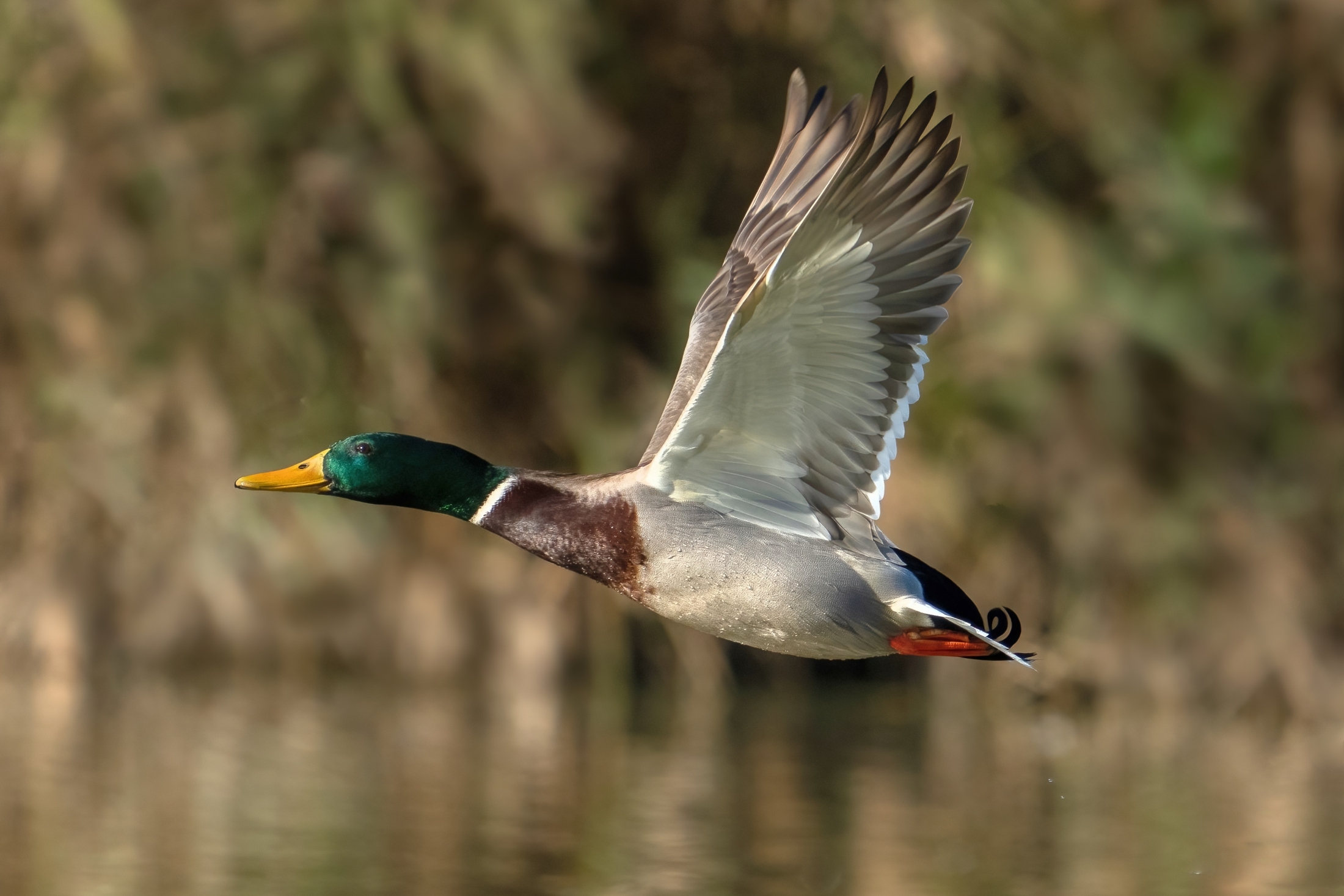 Mallard (Anas platyrhynchos)
