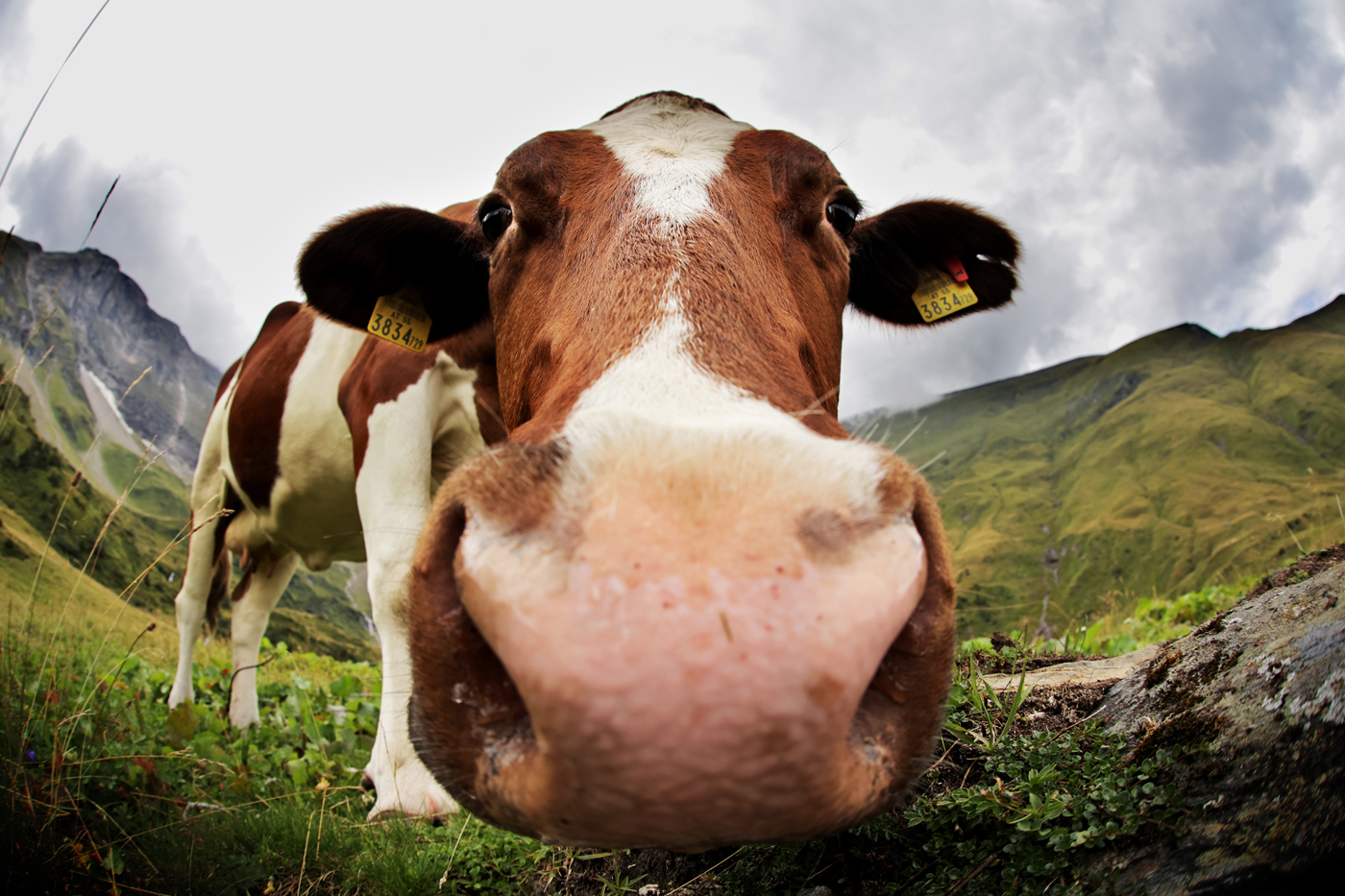 Muuuuuu