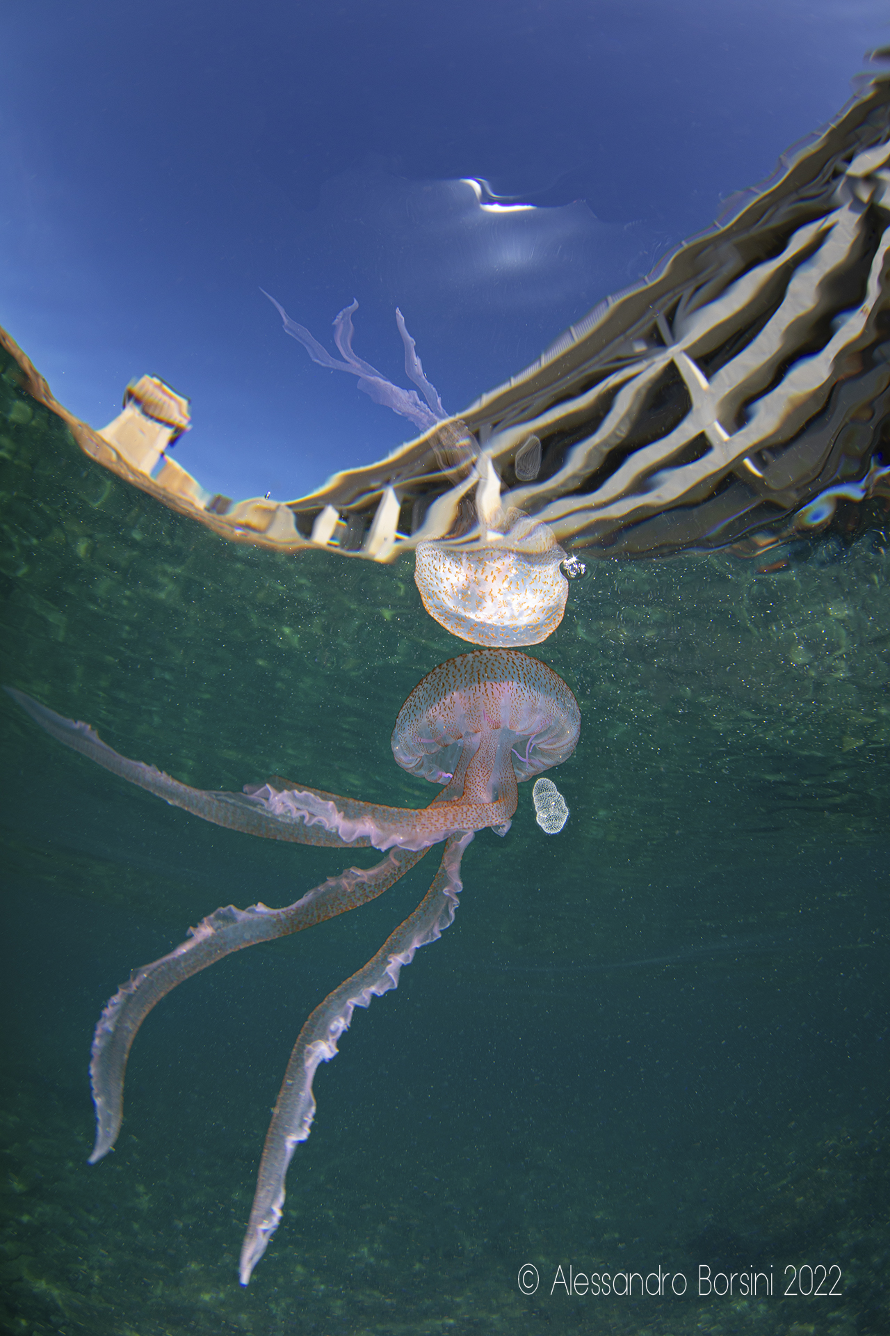 Riflessi di Pelagia noctiluca