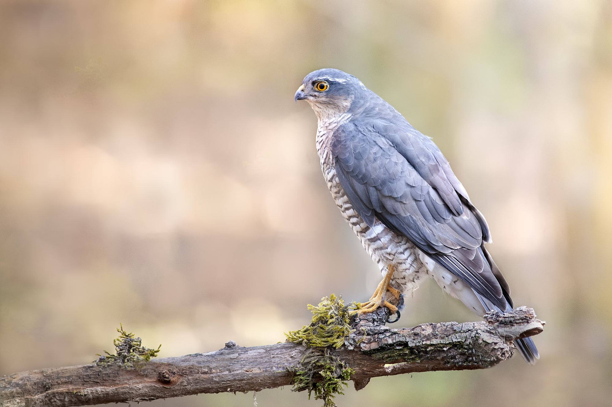 Sparrowhawk
