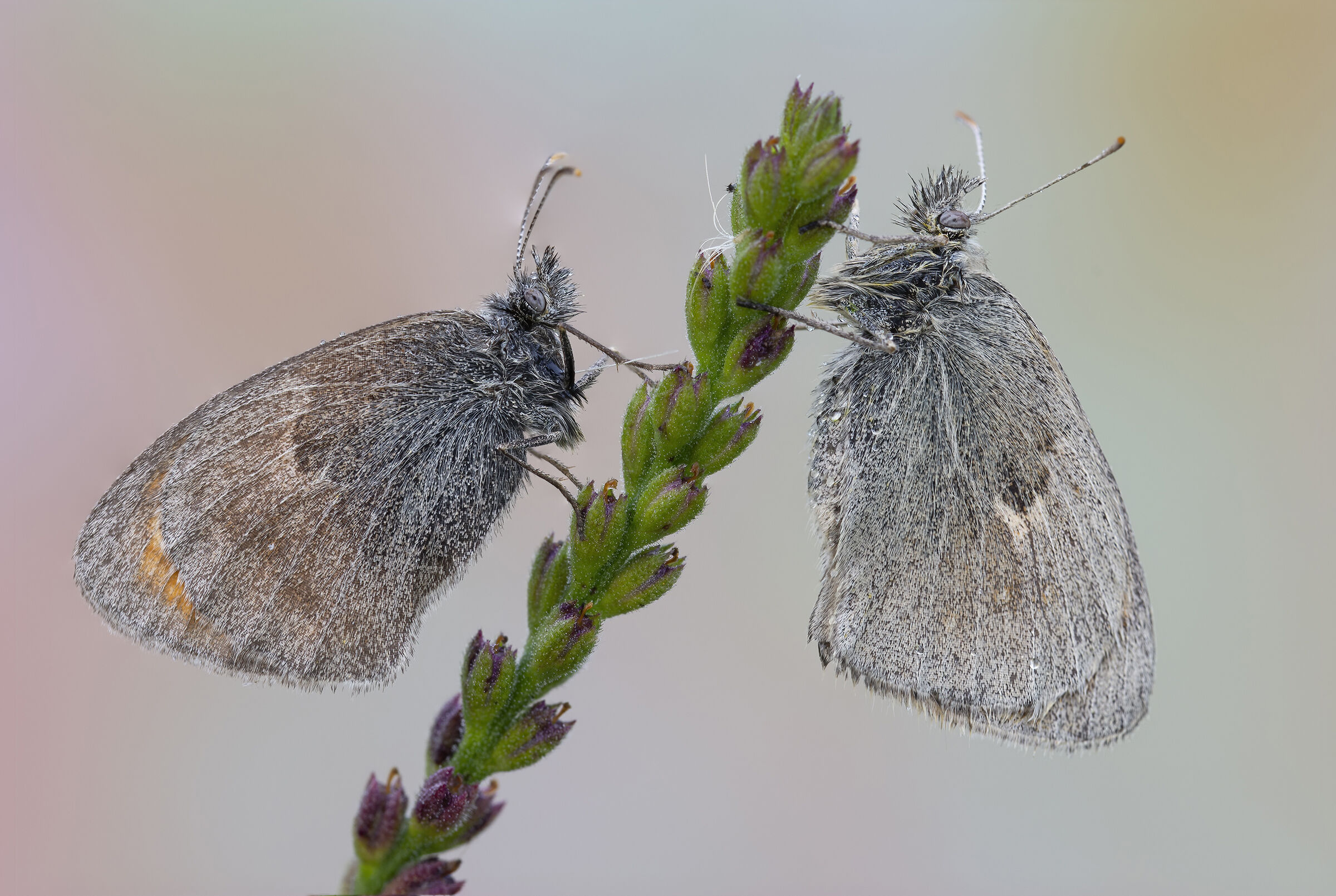 Pair of coenonympha pamphilius.