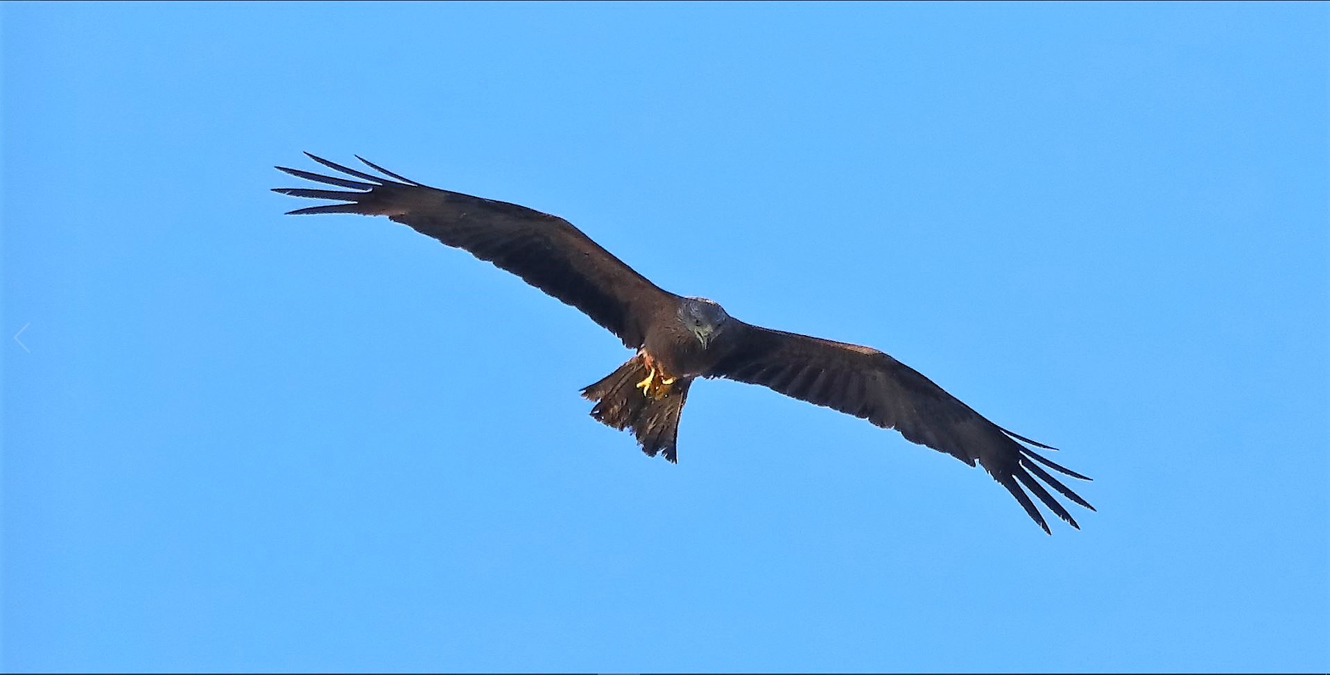 Nibbio bruno 08-08-2022