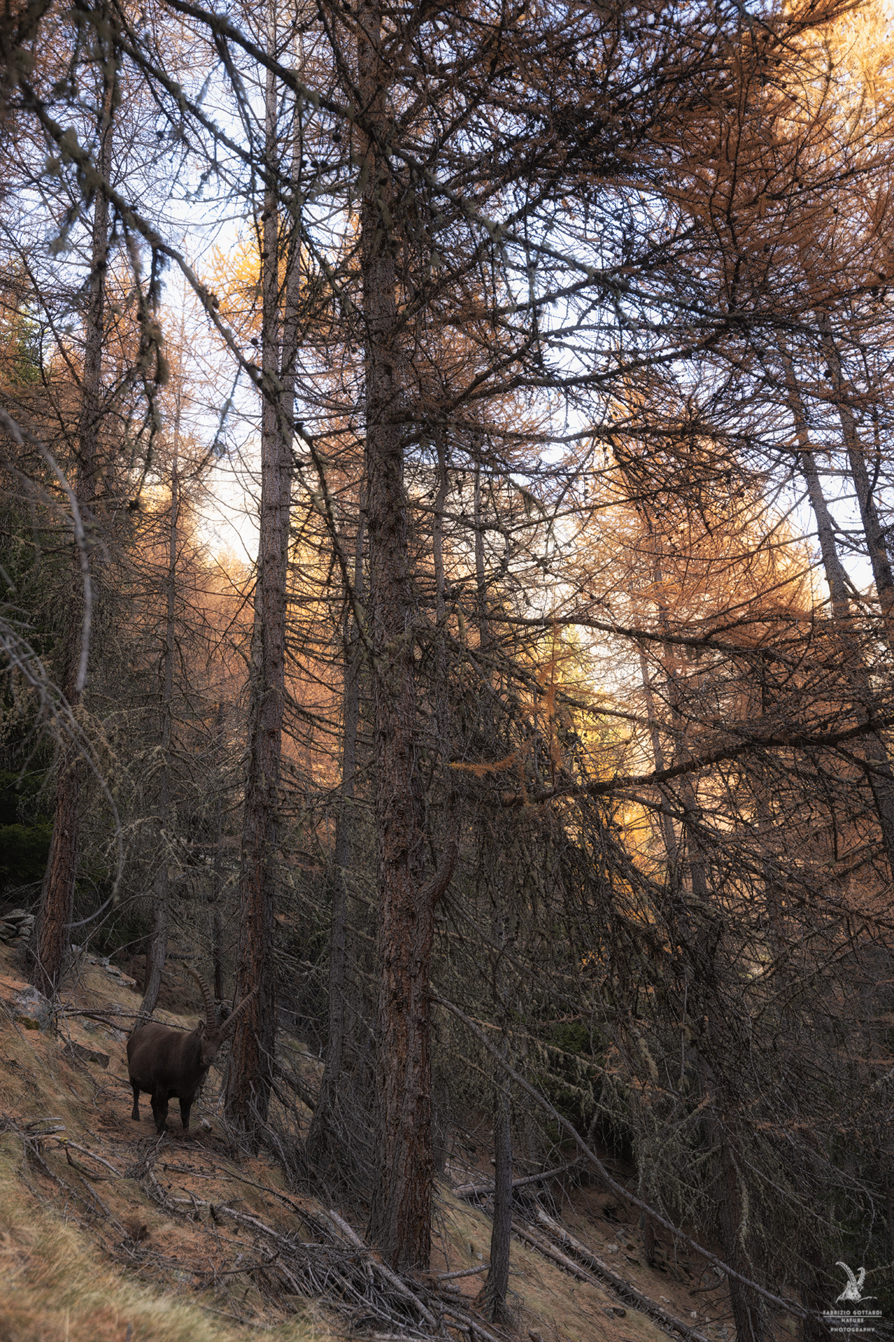 The new King of the Forest