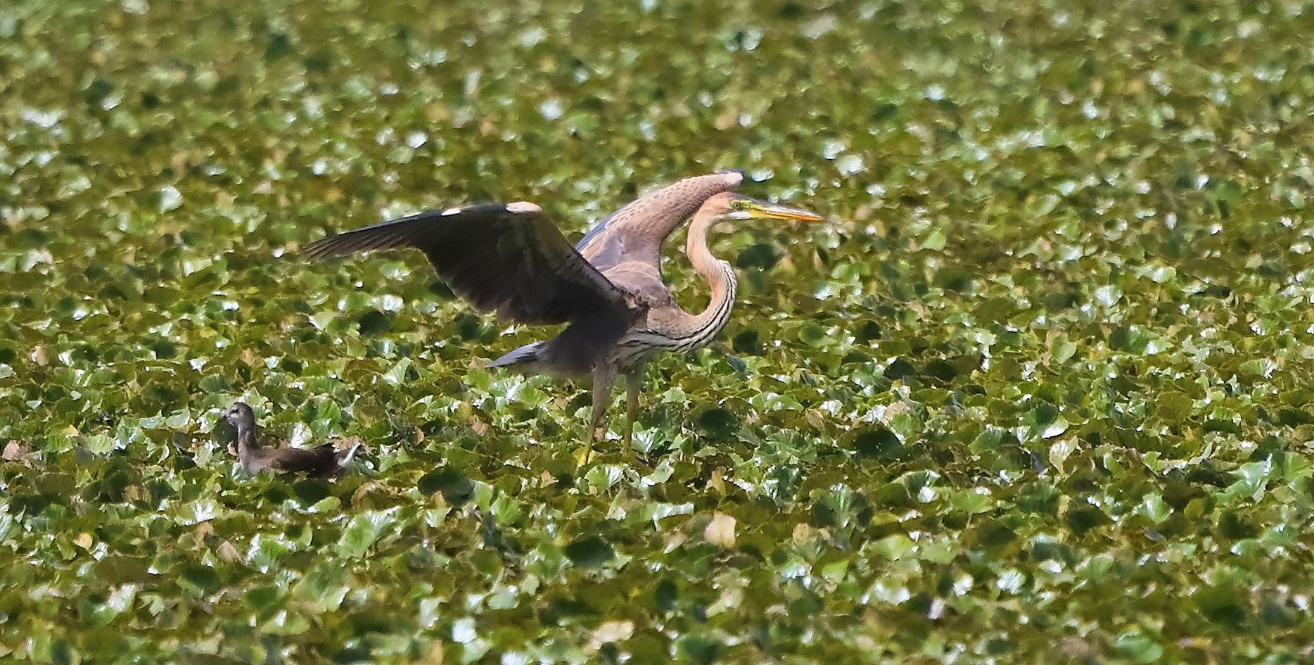 airone rosso 19-08-2022