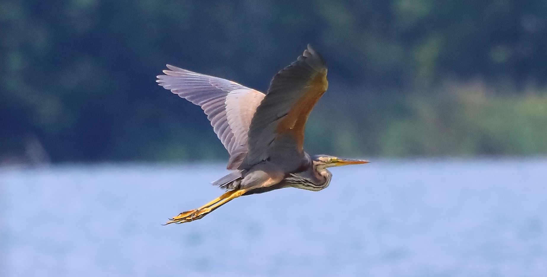 airone rosso 19-08-2022