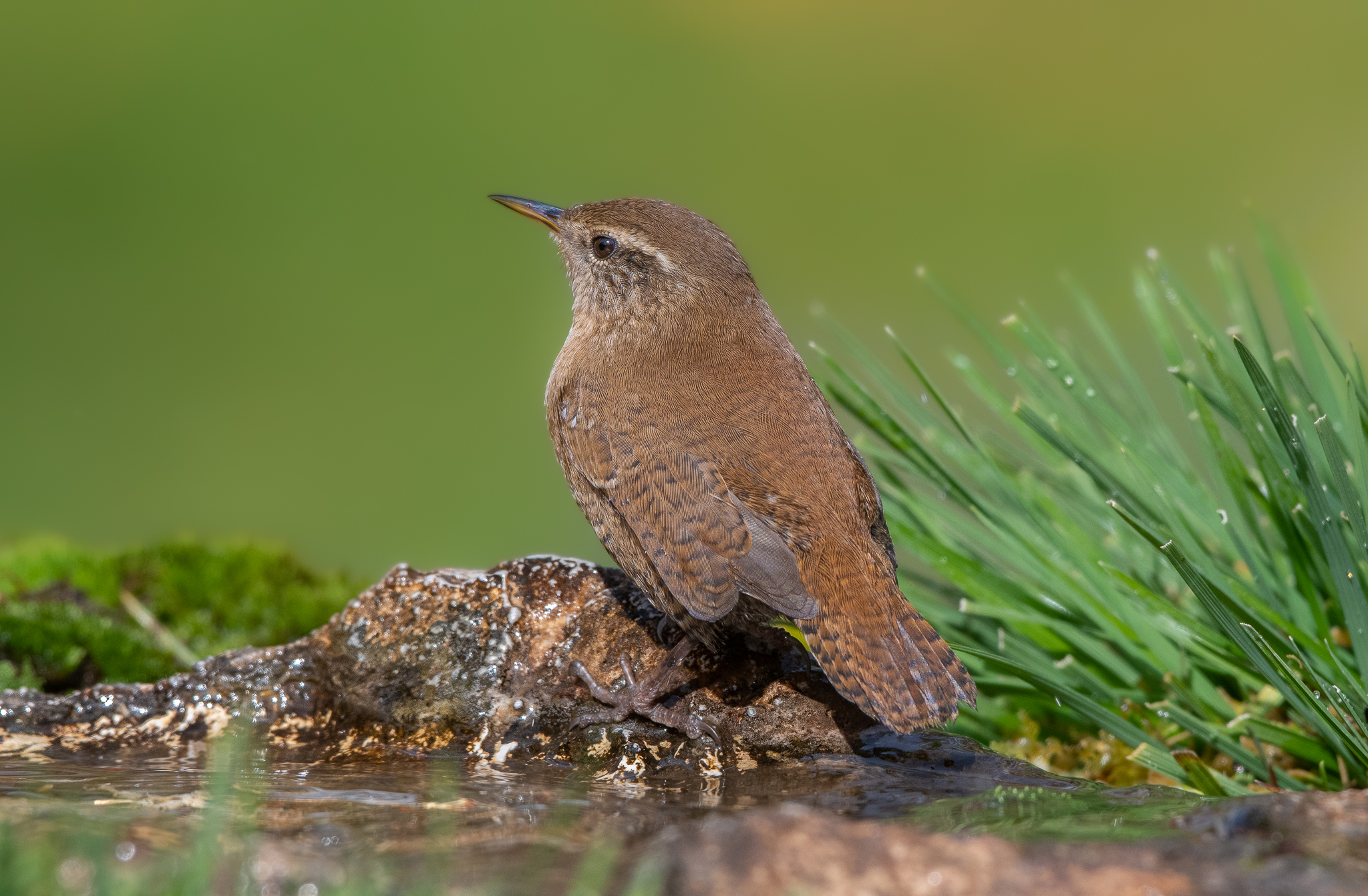 Irrequieto e solitario Scricciolo