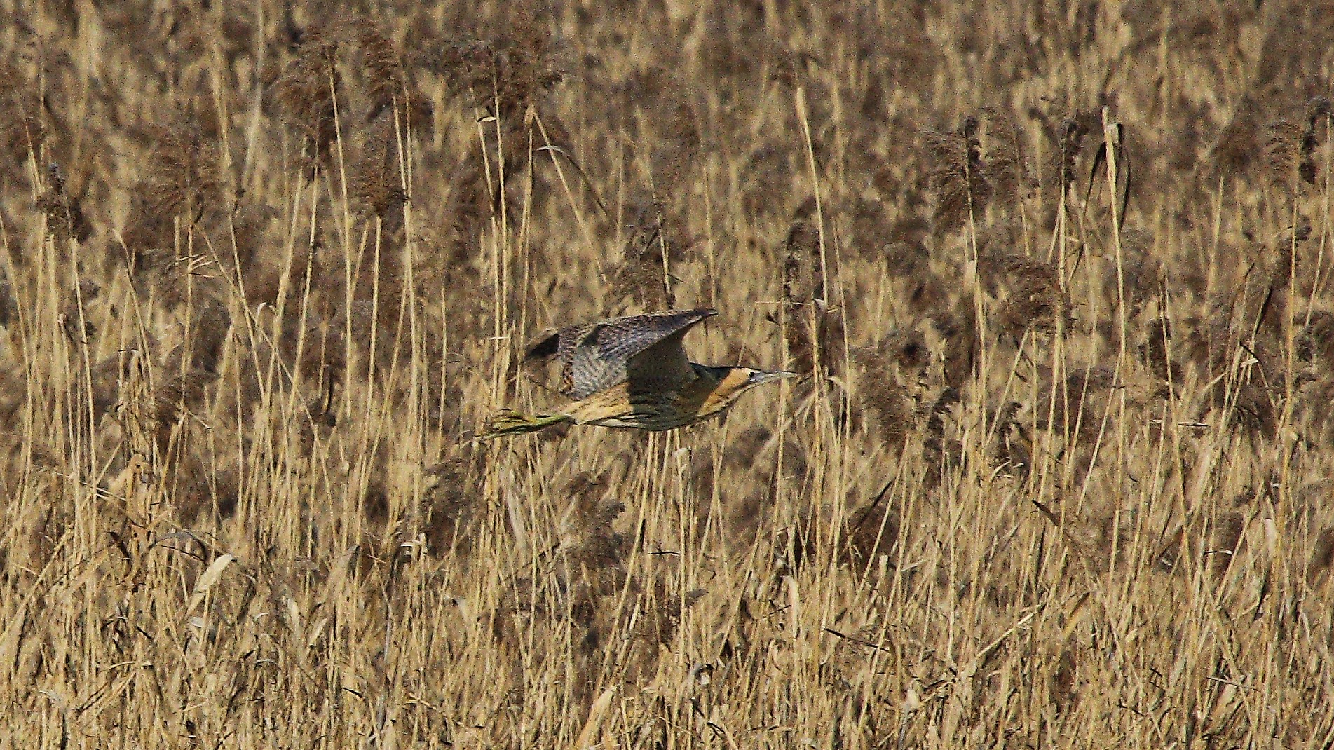 Tarabuso 24 gen 2022 --004--