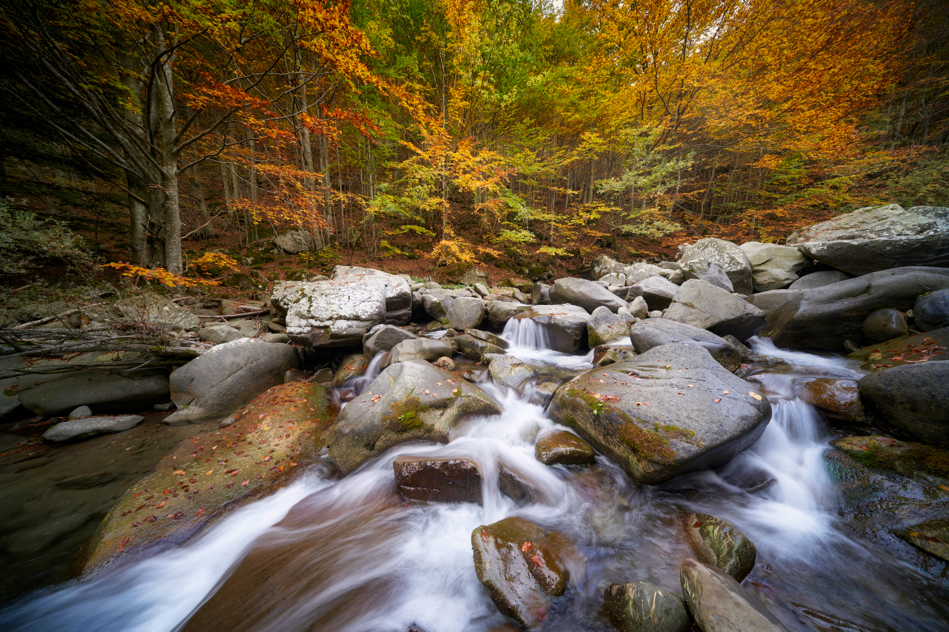 Dolo -foliage Ultrawide