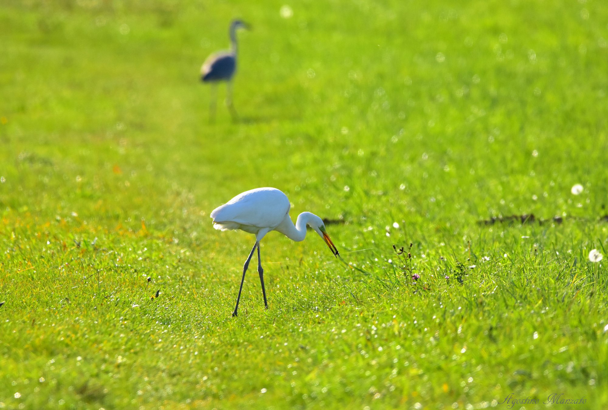 What is that white line?