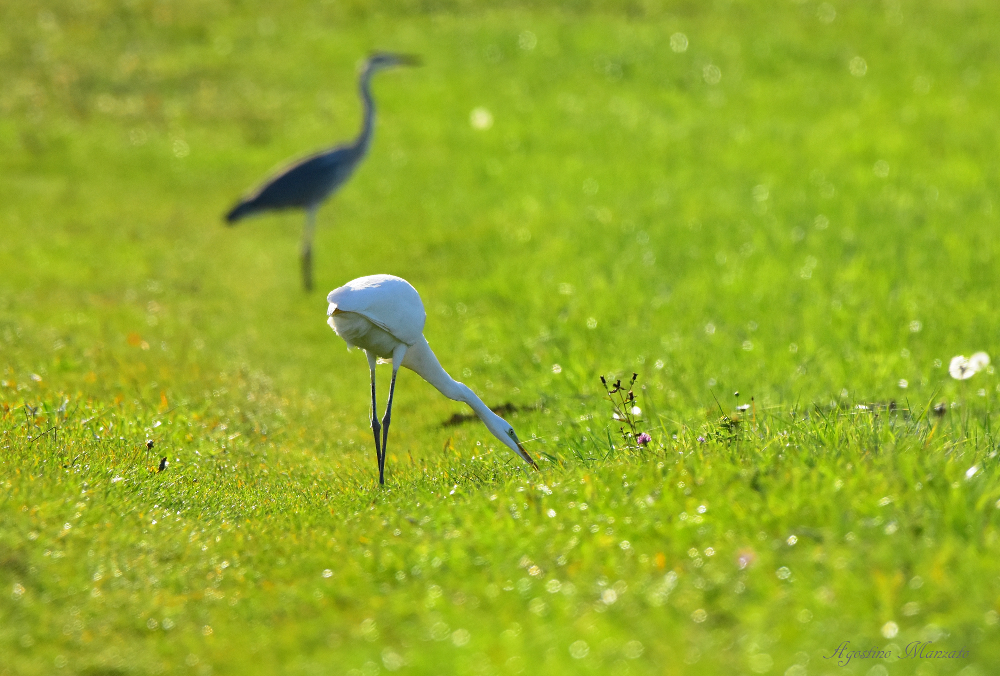 What are those white lines?