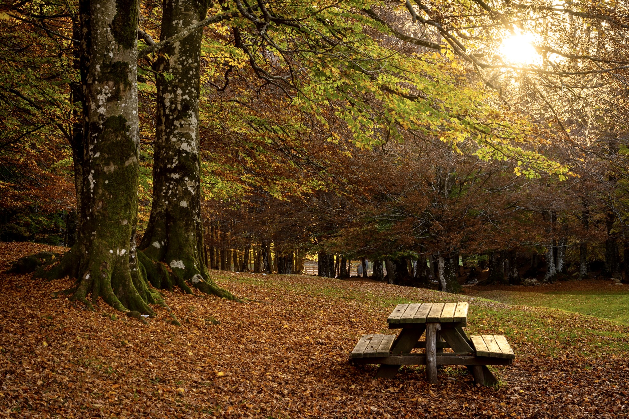 Beech forest of Prato di Campoli (FR)