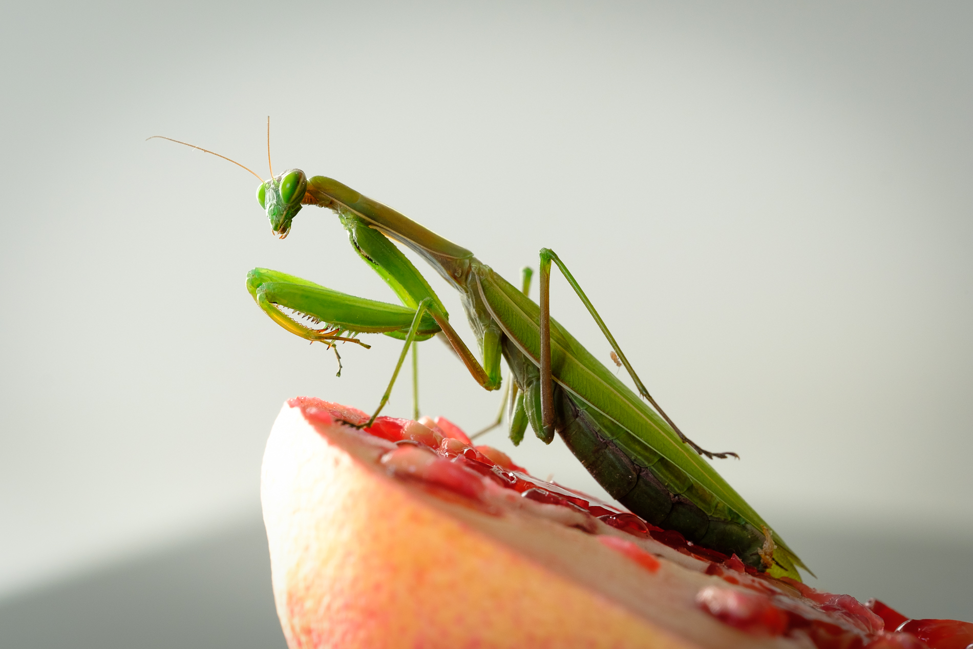 Mantis and pomegranate