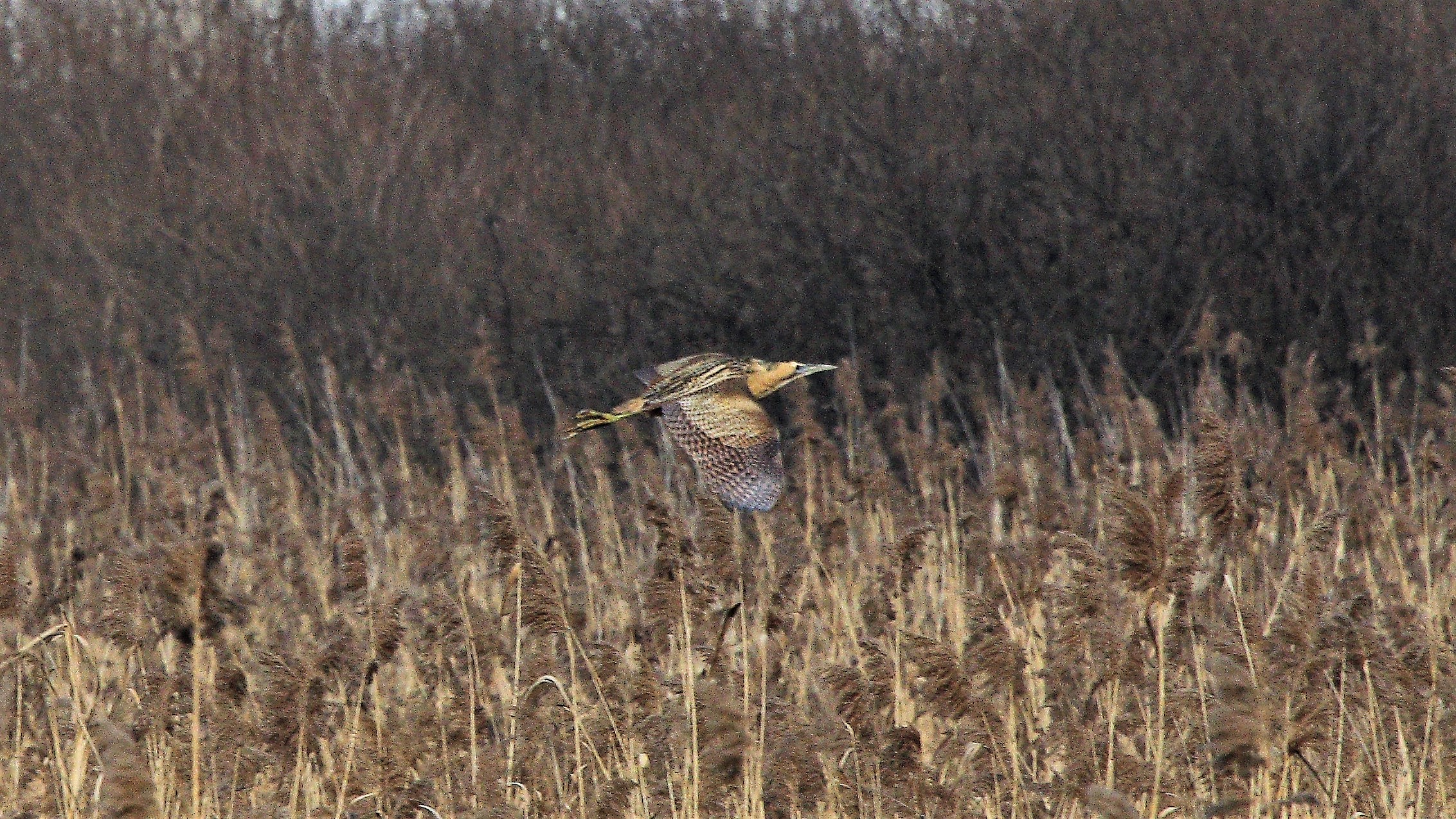 Tarabuso 24 gen 2022 --013--