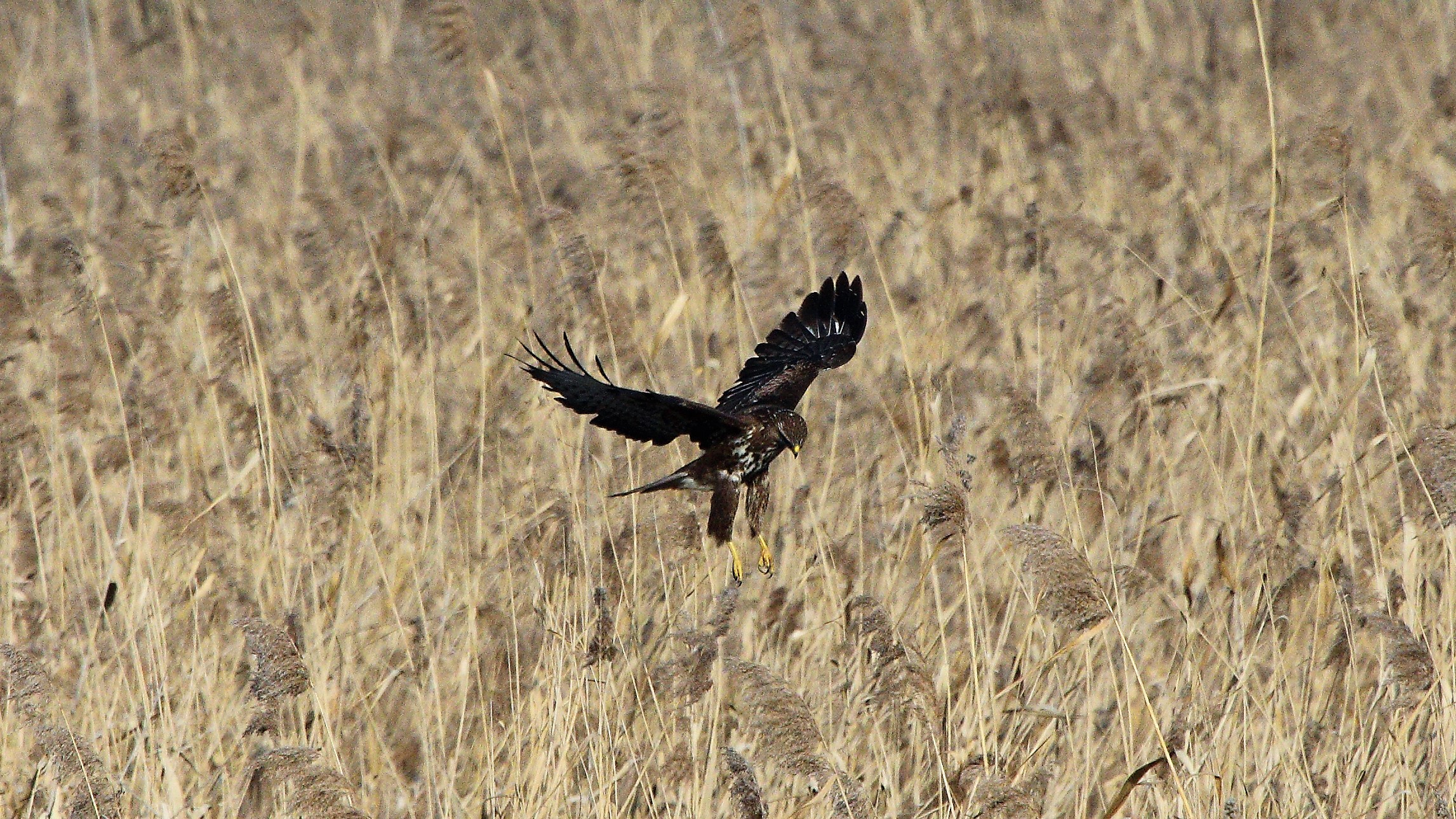 Poiana 24 gen 2022 --021--