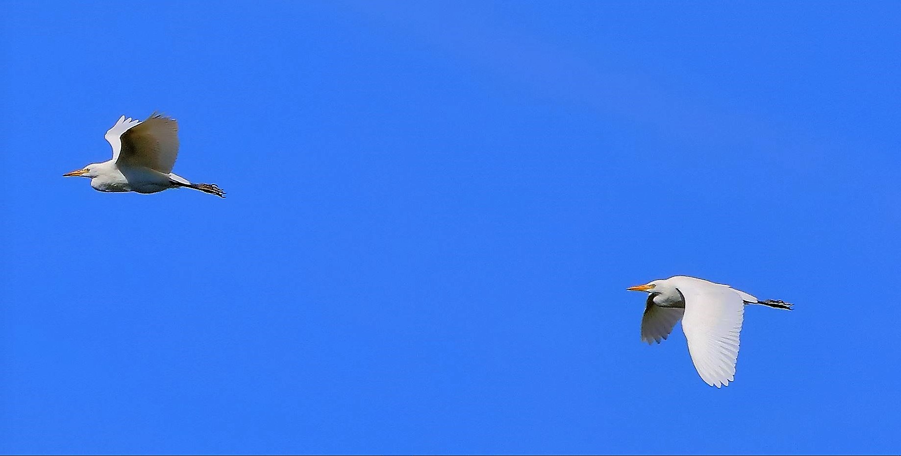 guardabuoi 24-08-2022