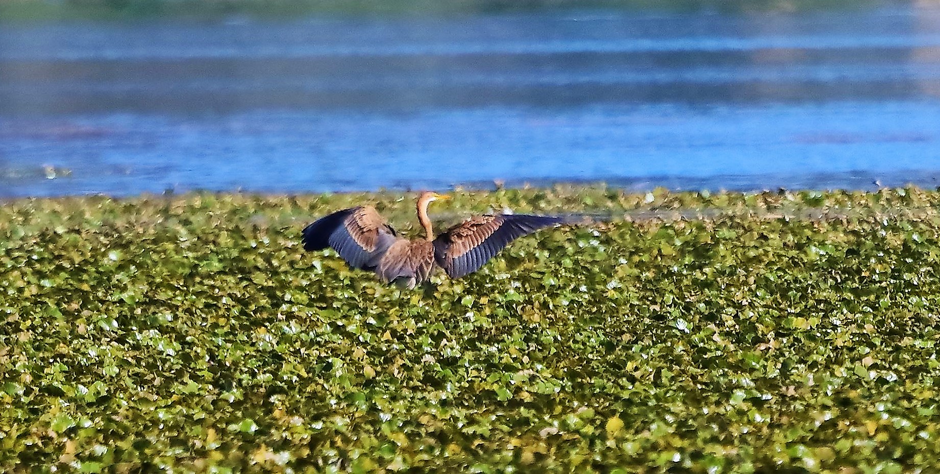 airone rosso 24-08-2022