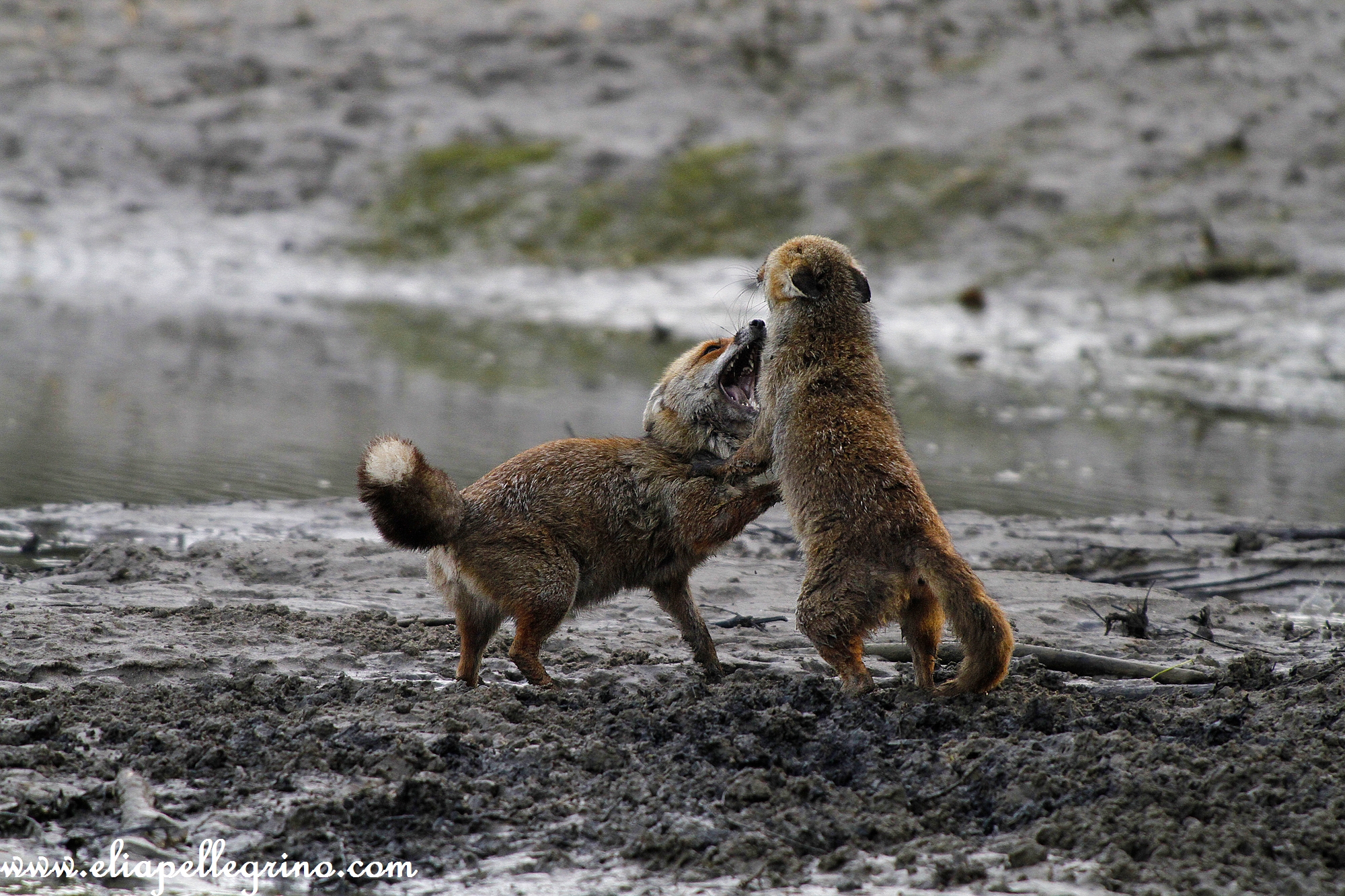 la lotta per il cibo