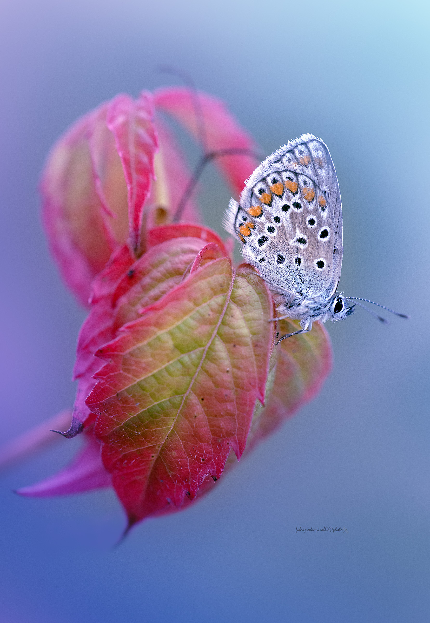 Polyommatus icarus - Common Blue