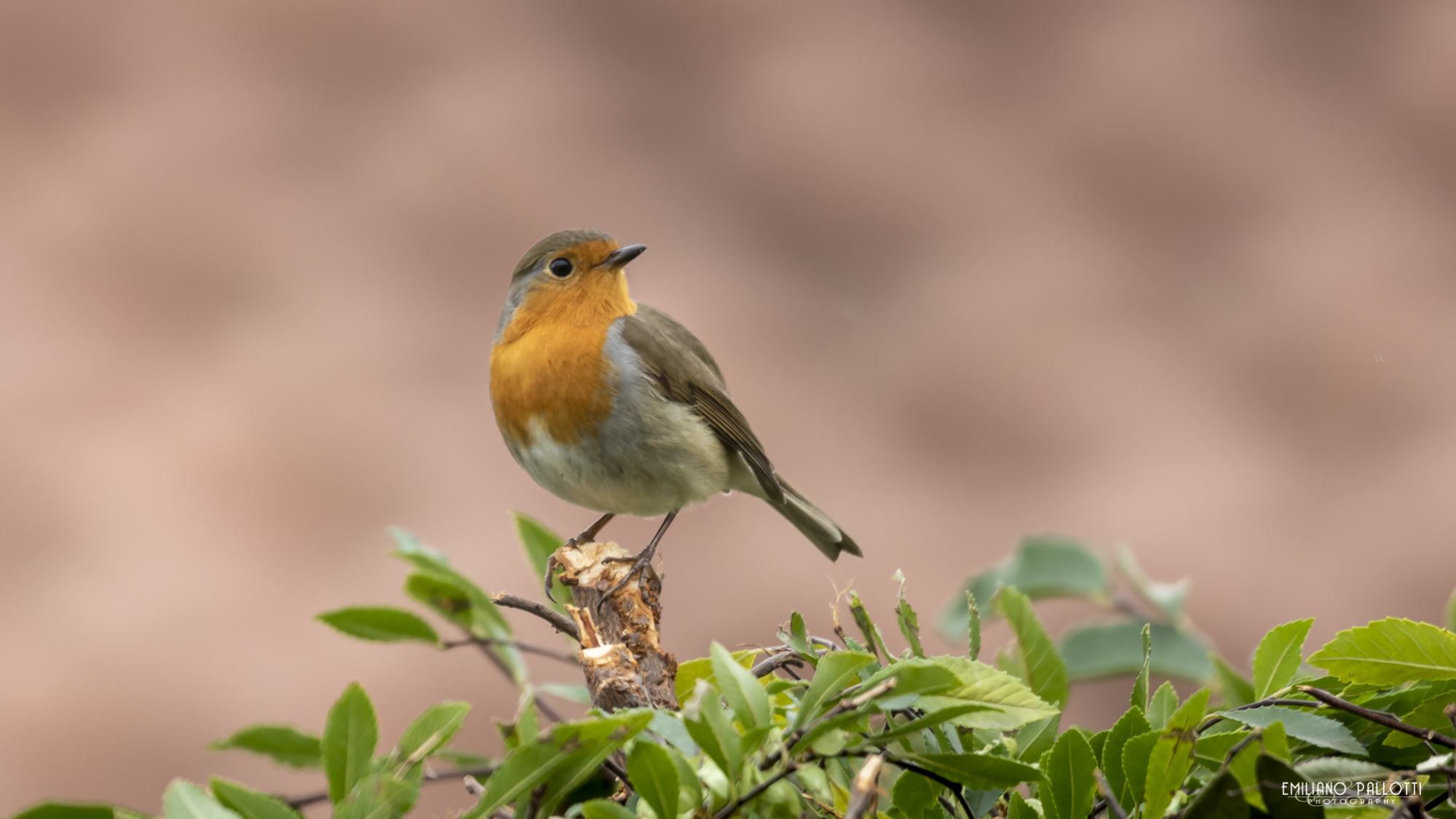 Pettirosso in autunno