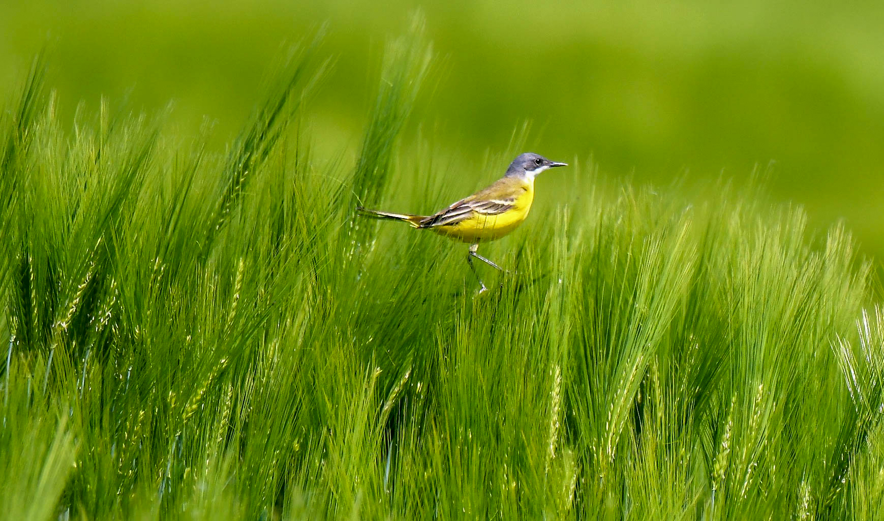 among the wheat