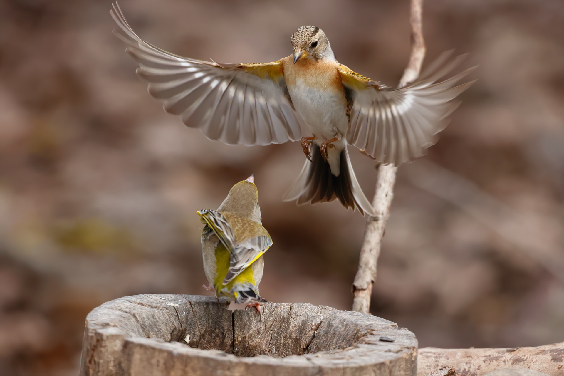 Peppola attacks Verdone