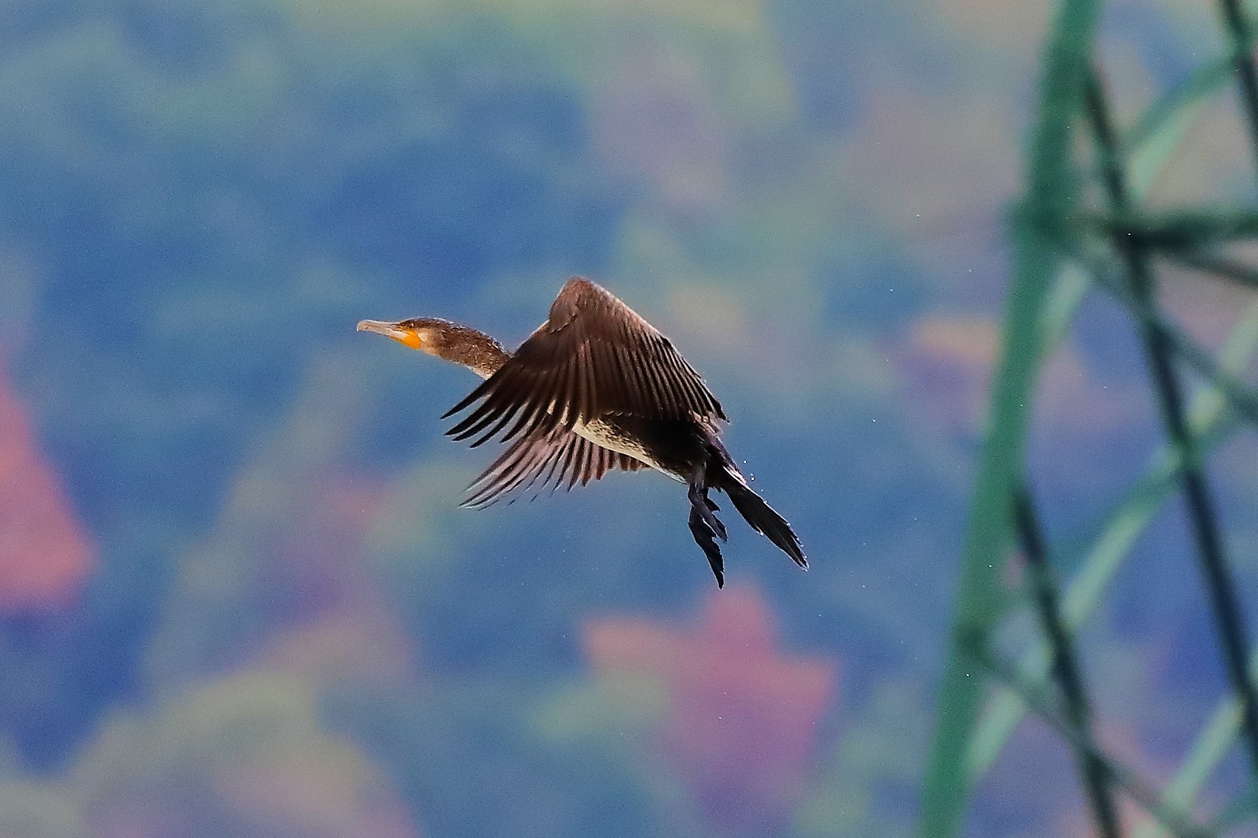 cormorano 30-08-2022