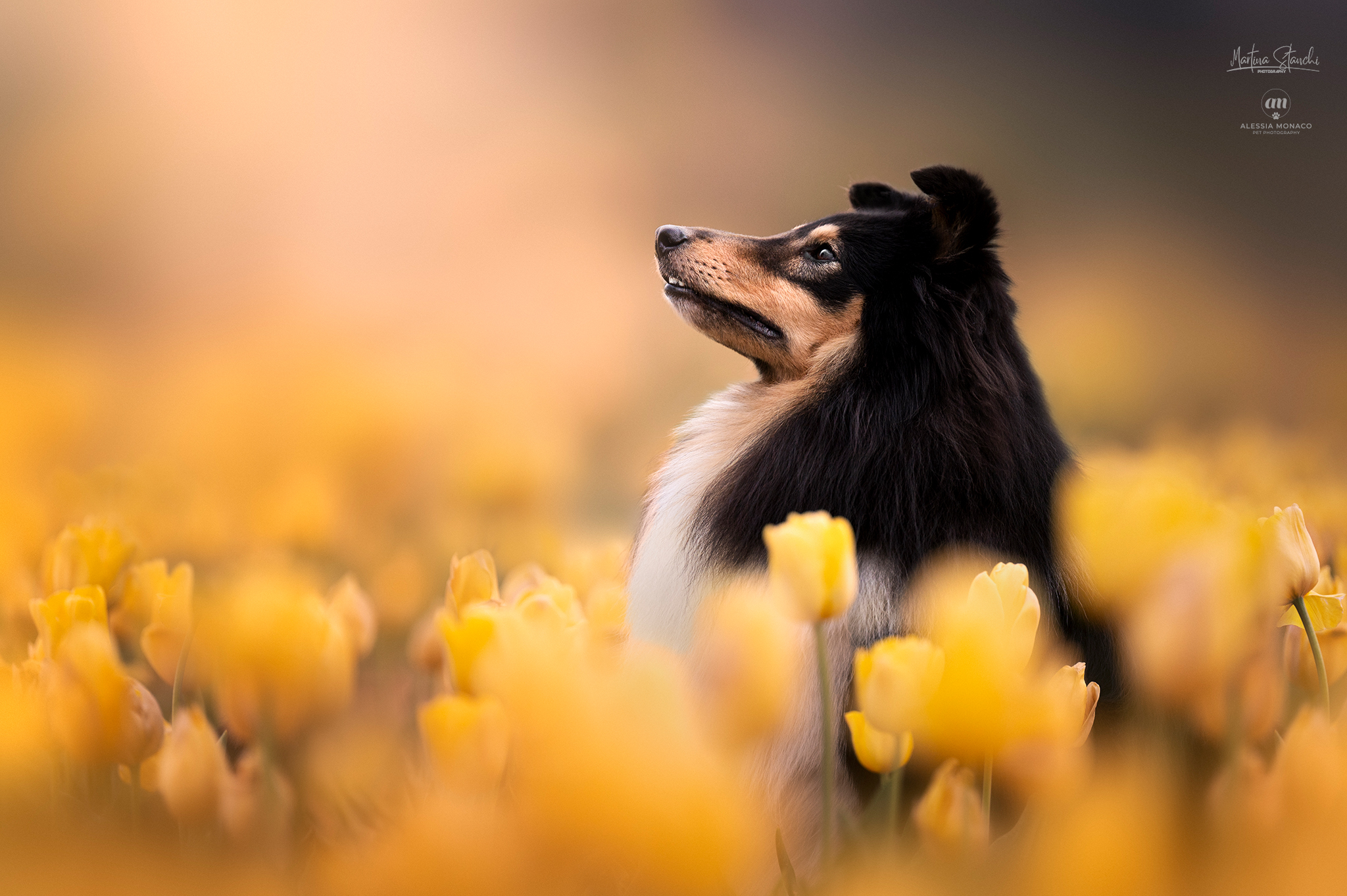 Royal nose shelties among tulips