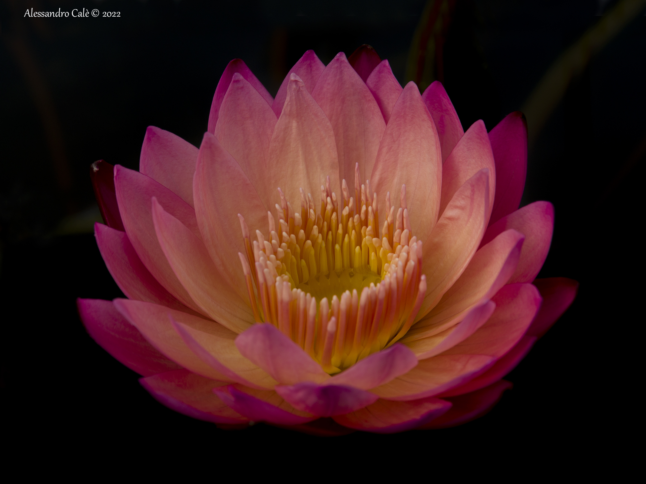 Nymphaea 8510