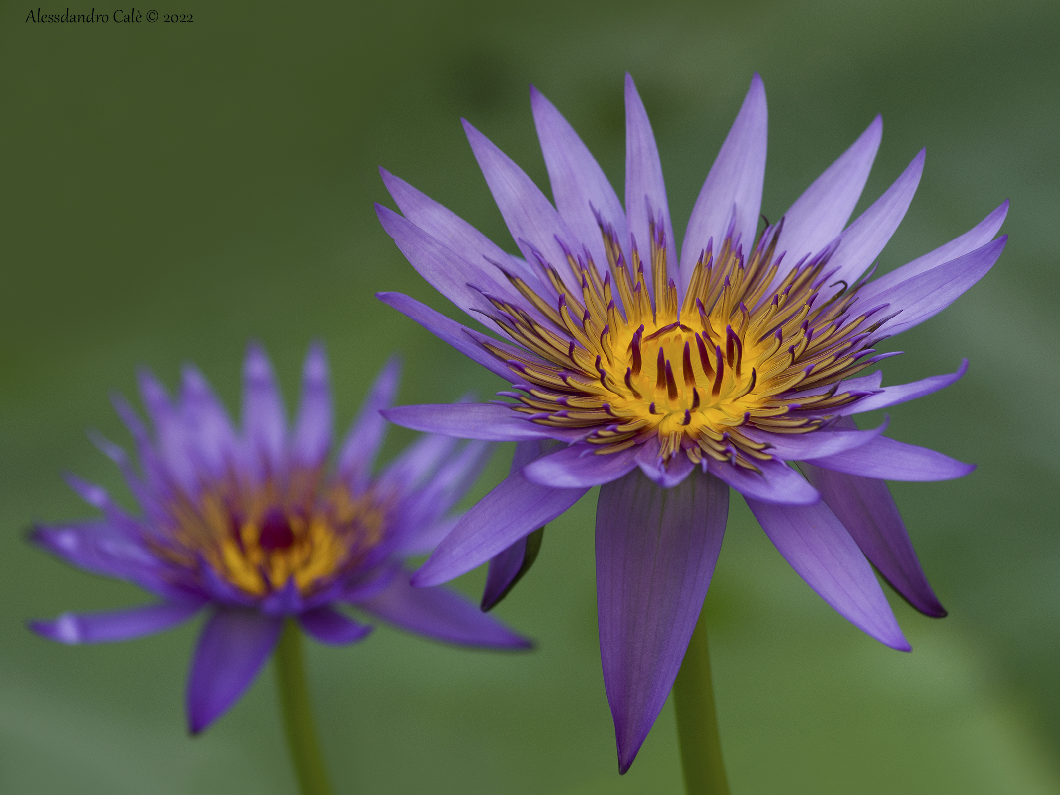 Nymphaea caerulea (Blue Lotus) 8463