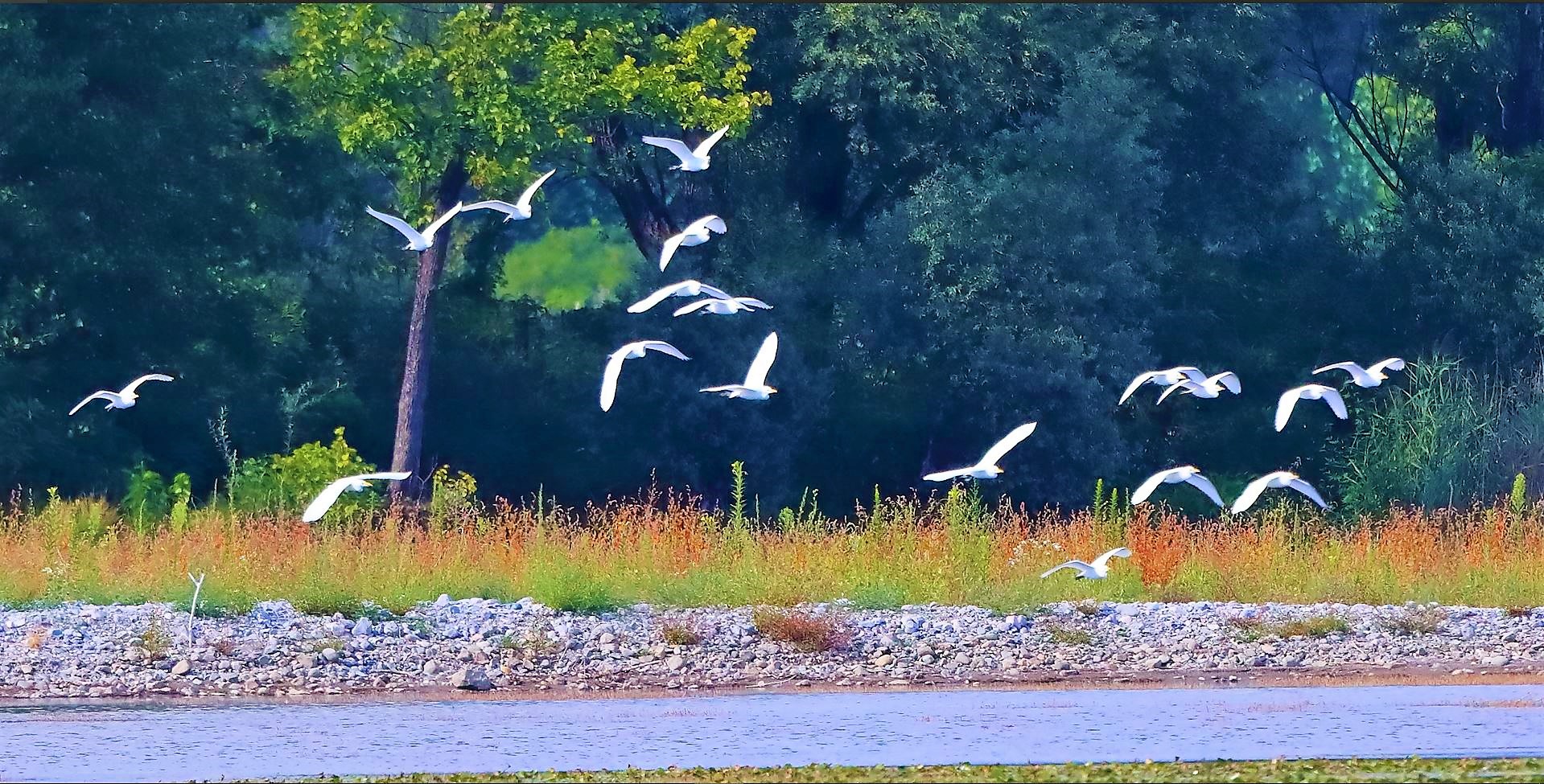 guardabuoi 30-08-2022